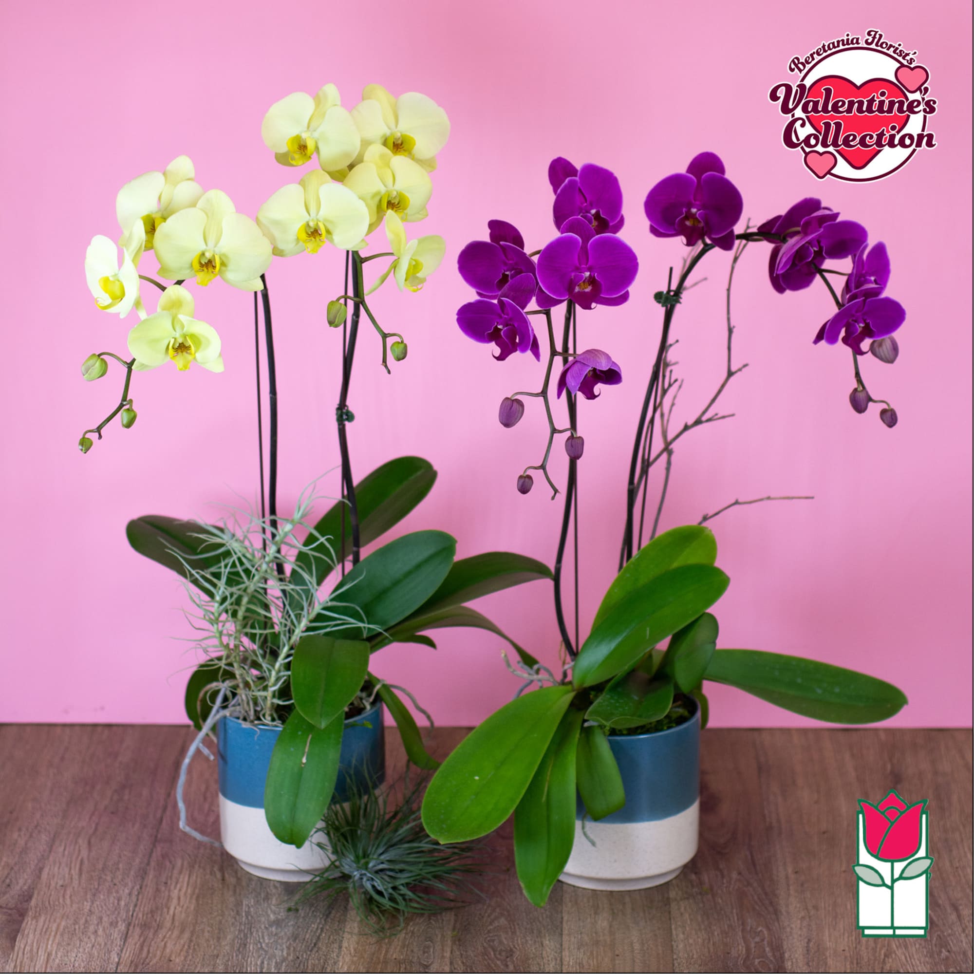 Two potted orchid plants with pale yellow and purple blooms
