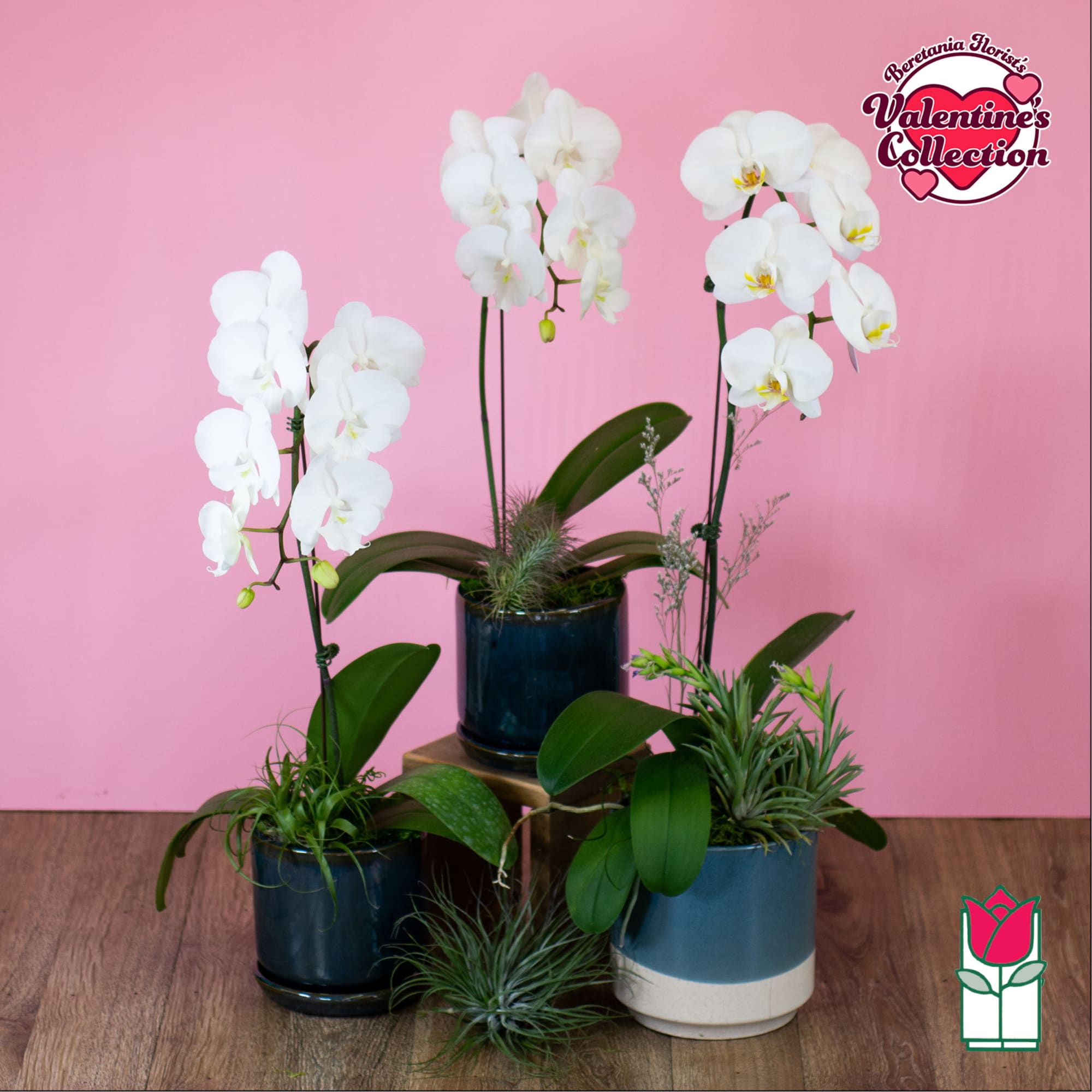 Three white orchid plants in blue pots on a wooden surface