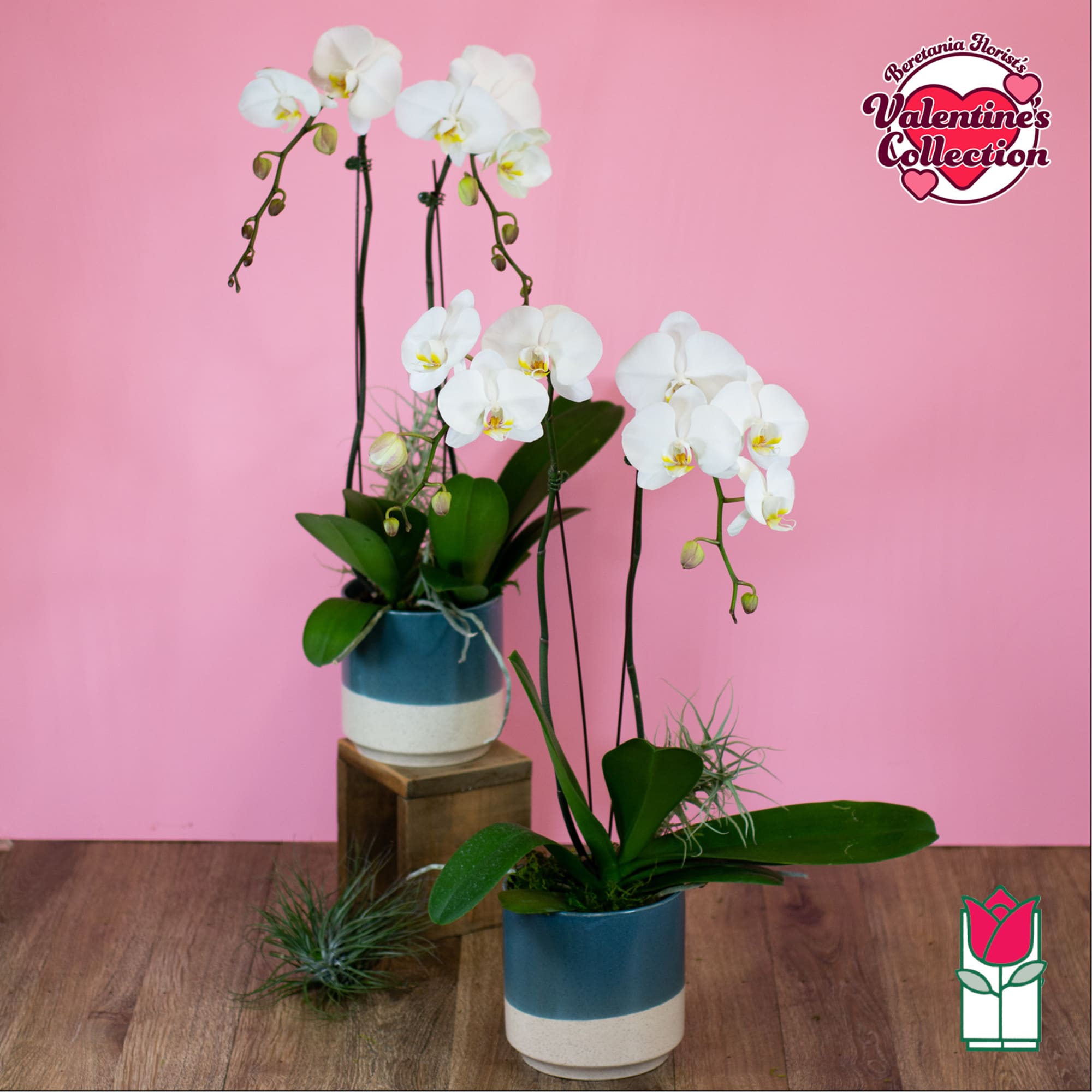White orchids in blue-and-white pots on a pink background