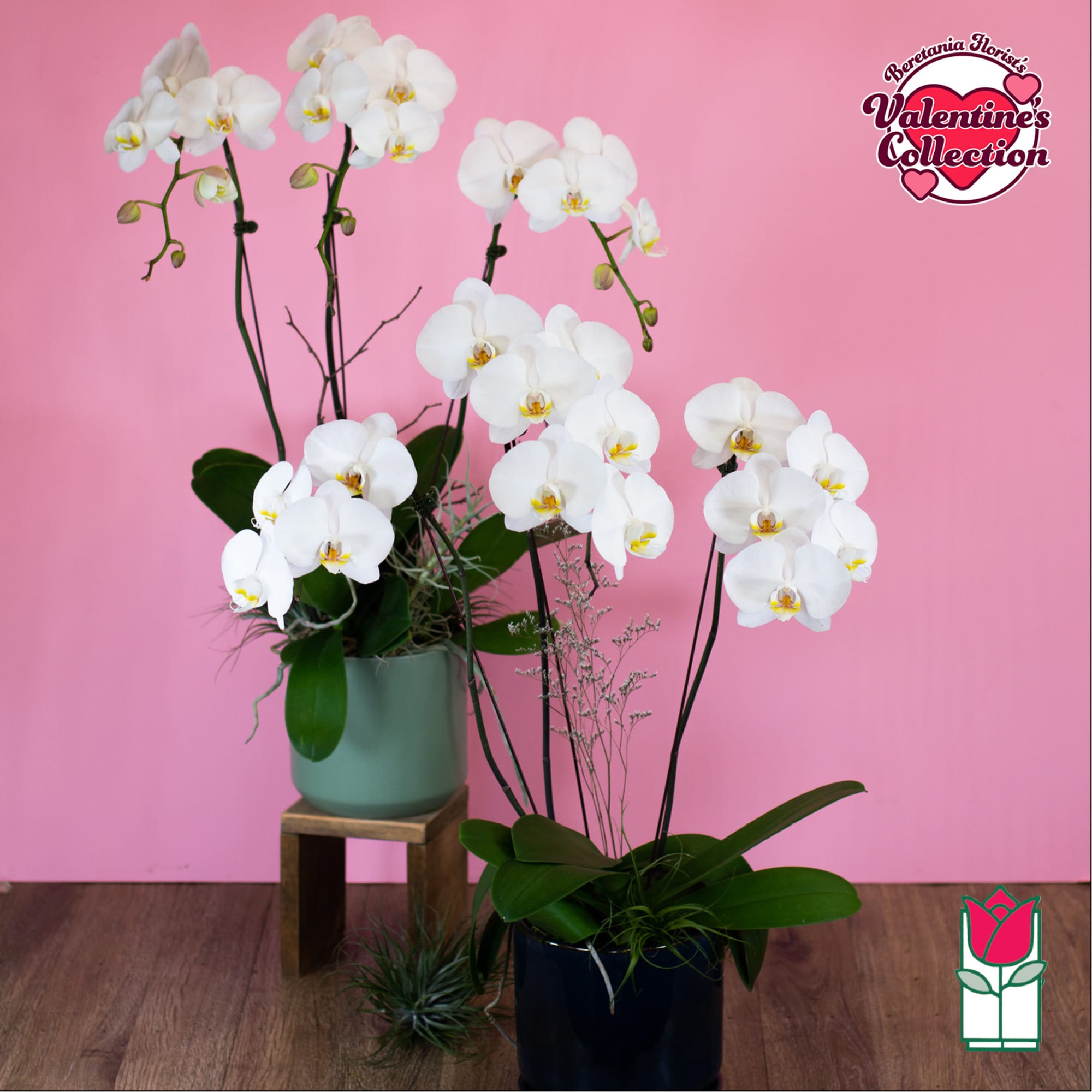 White orchids in two potted arrangements against a pink background