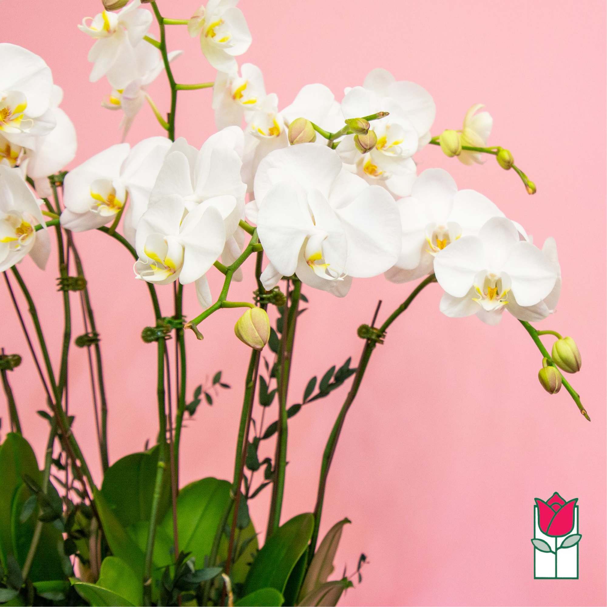 White orchids with yellow centers against a pink background