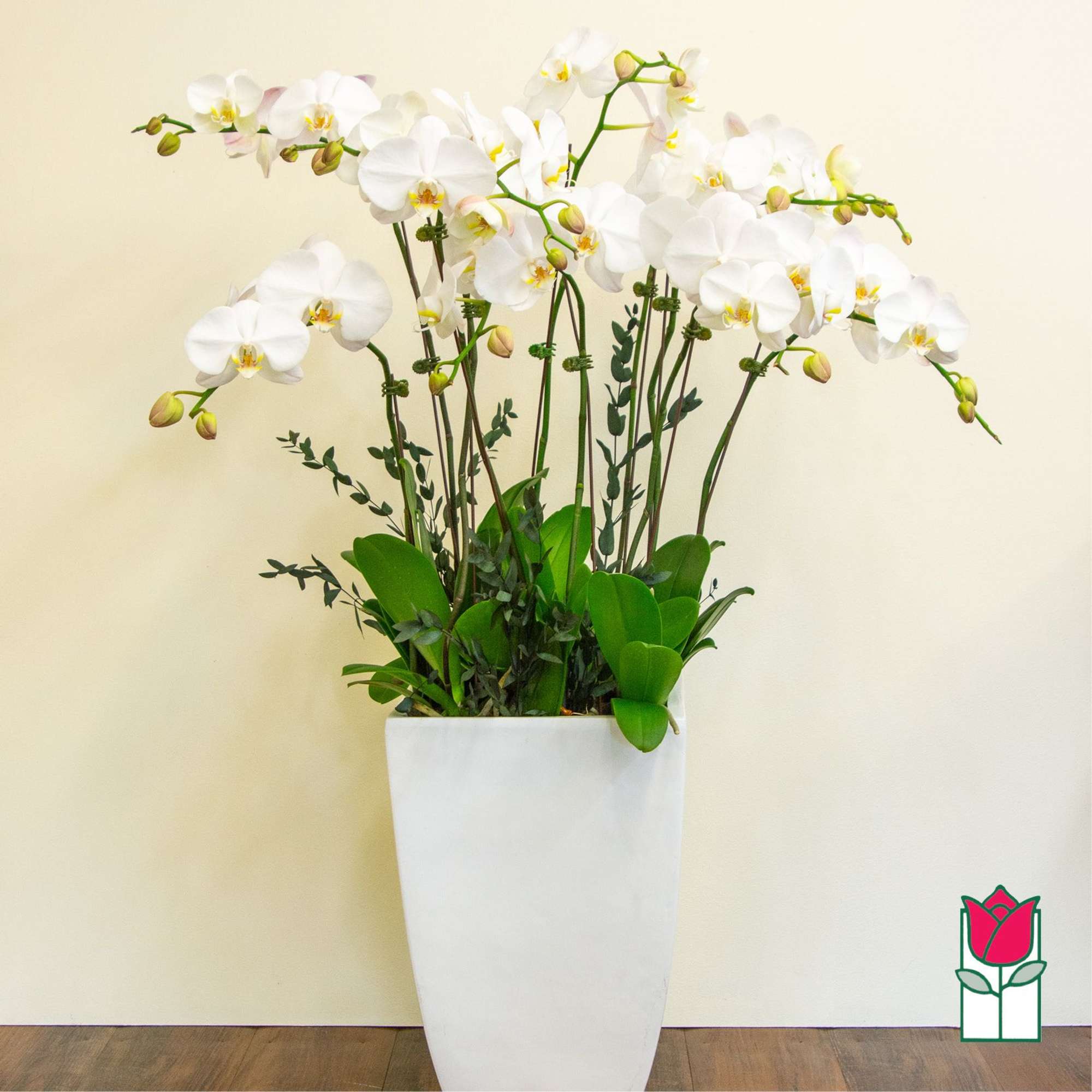 White orchid arrangement in a tall white planter
