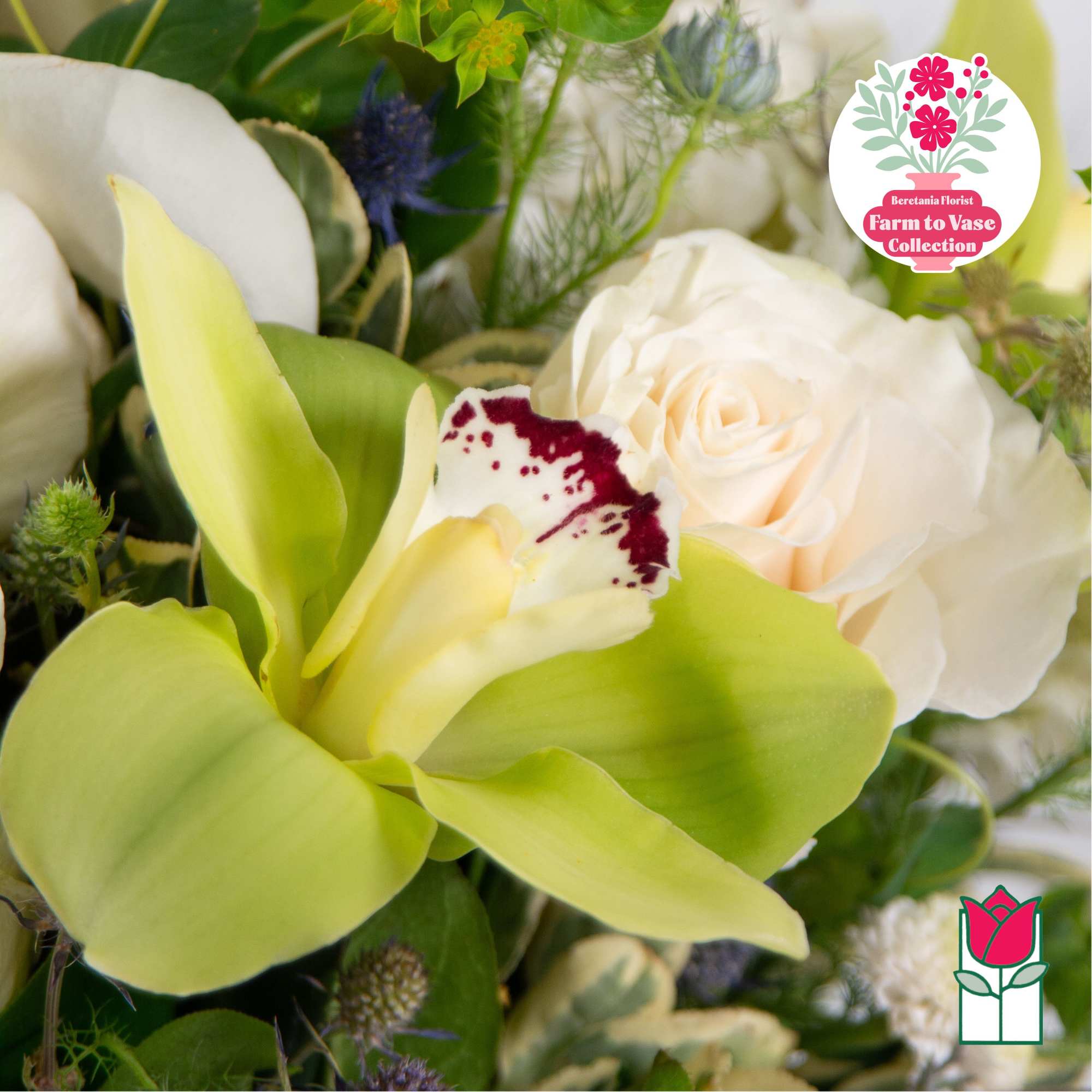 Close-up bouquet with white roses and green orchids