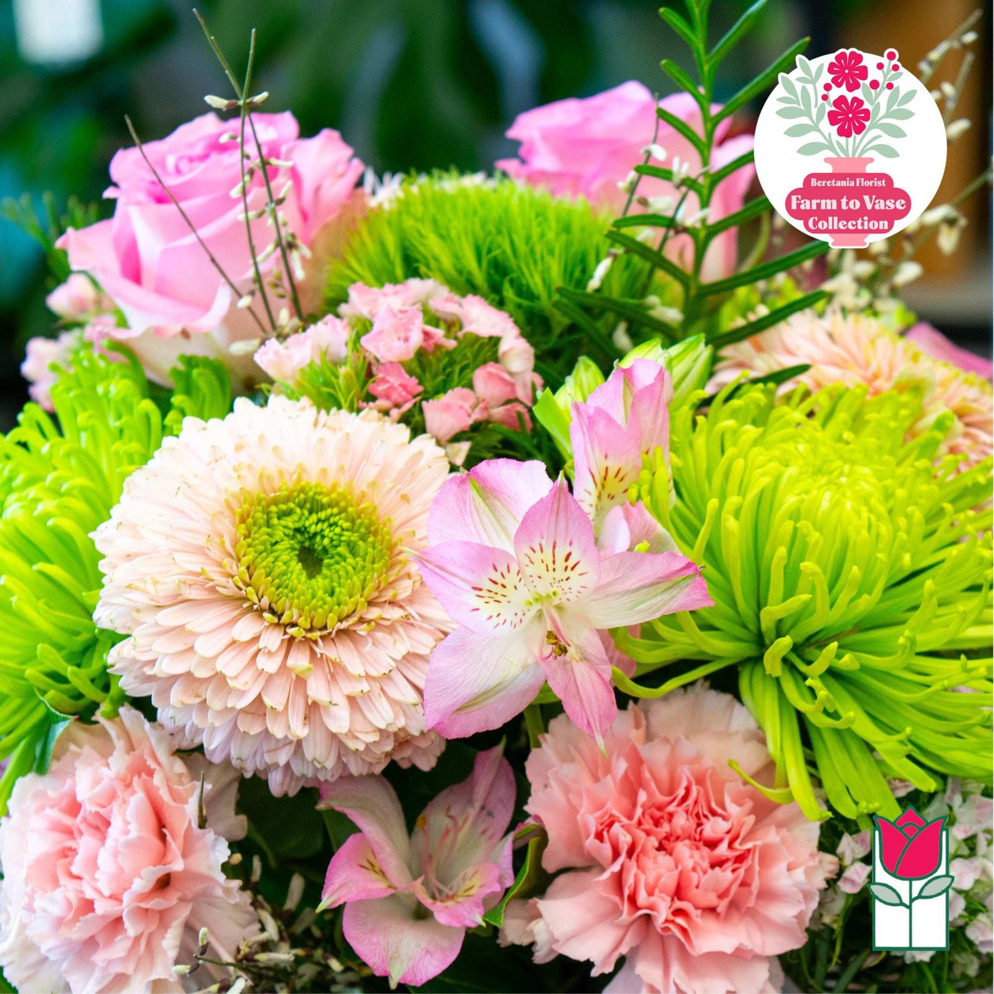 Pink roses, green chrysanthemums, and pink carnations in a mixed bouquet