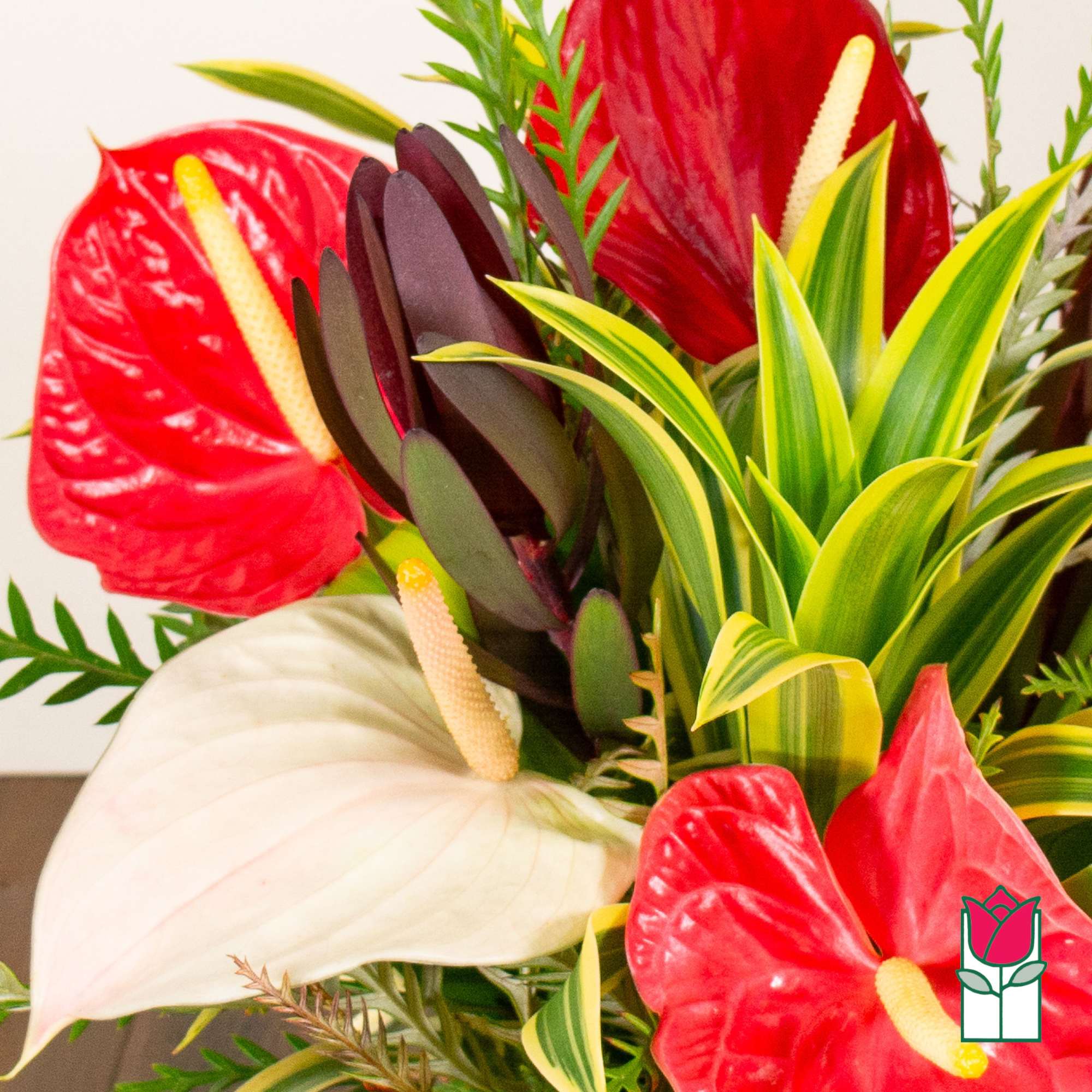 Arrangement of red and white anthuriums with variegated foliage