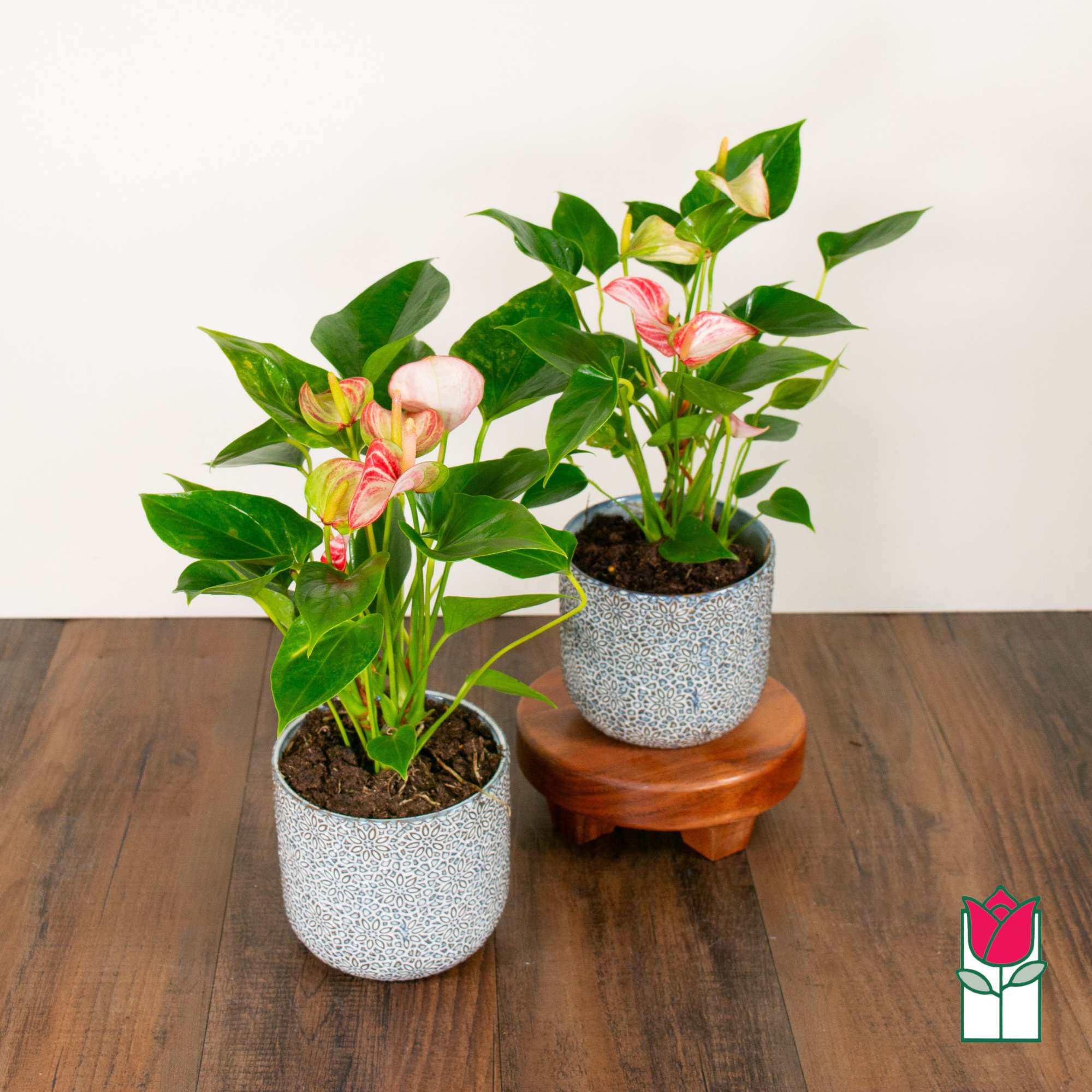 Discover the exciting Anthurium Plant selection at Beretania Florist &ndash; a captivating, photo 2 of 4
