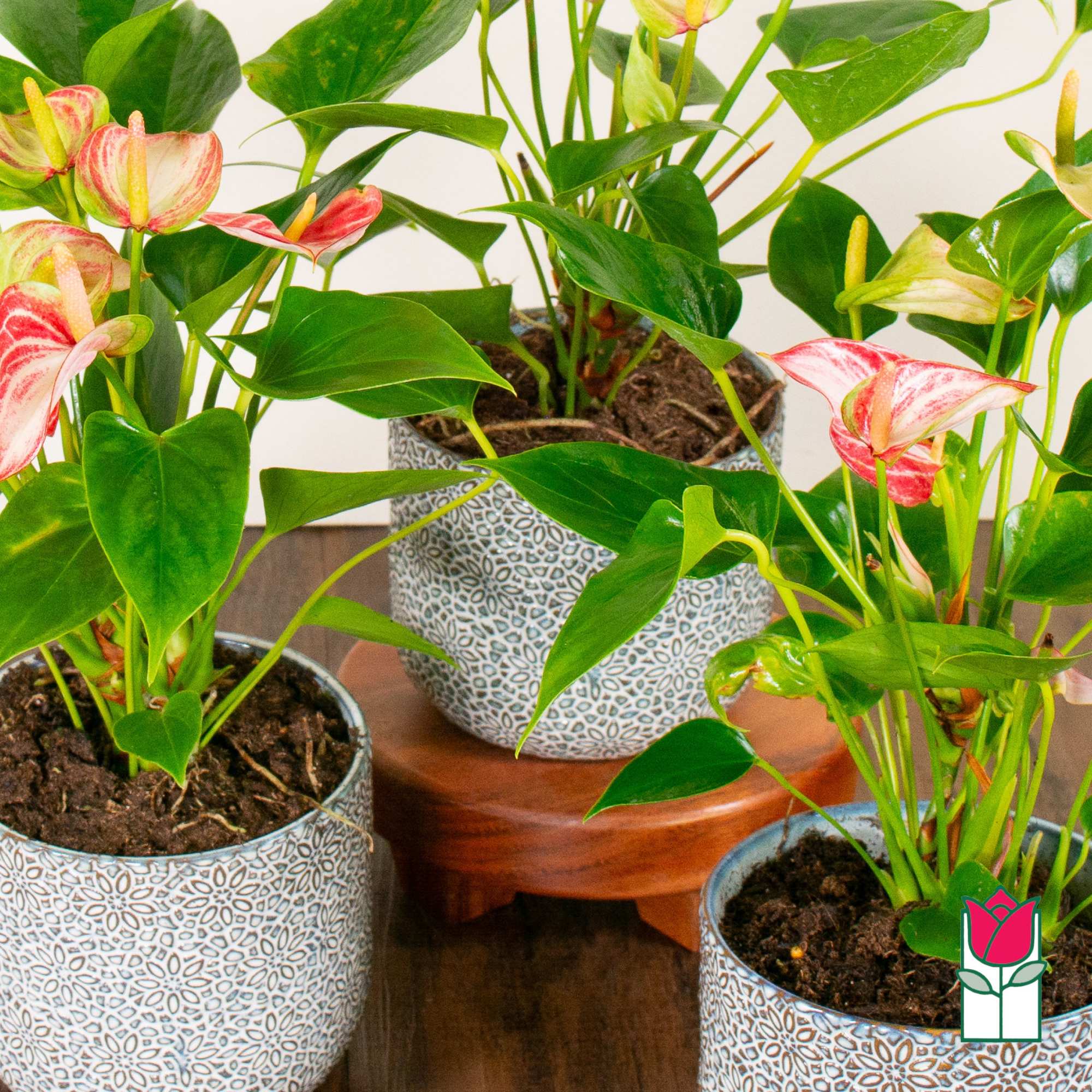 Discover the exciting Anthurium Plant selection at Beretania Florist &ndash; a captivating, photo 4 of 4