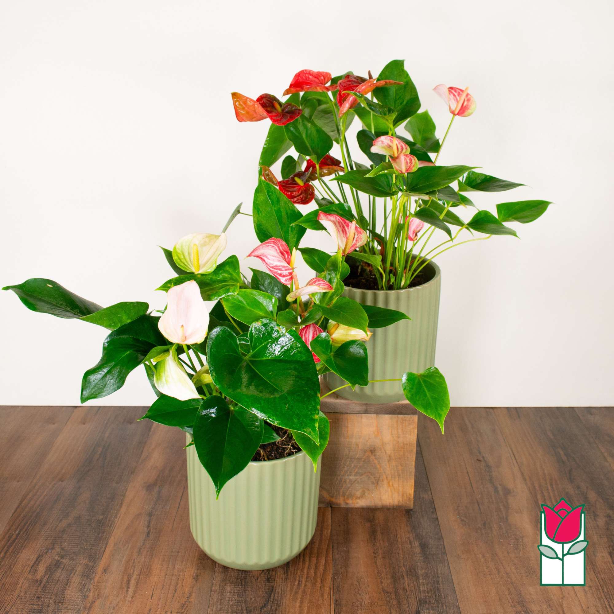 Discover the exciting Anthurium Plant selection at Beretania Florist &ndash; a captivating, photo 2 of 4