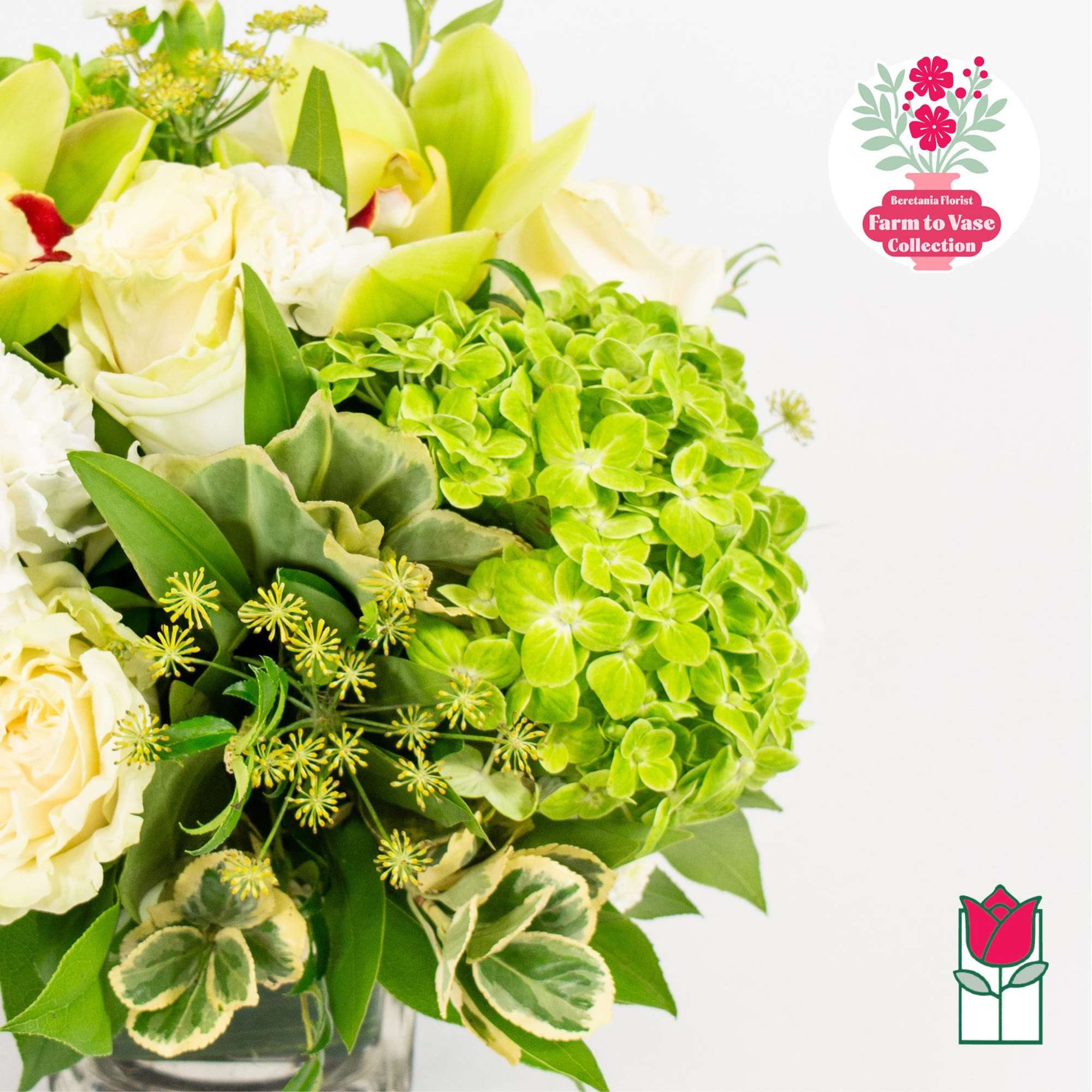White roses and bright green hydrangea in a glass vase.