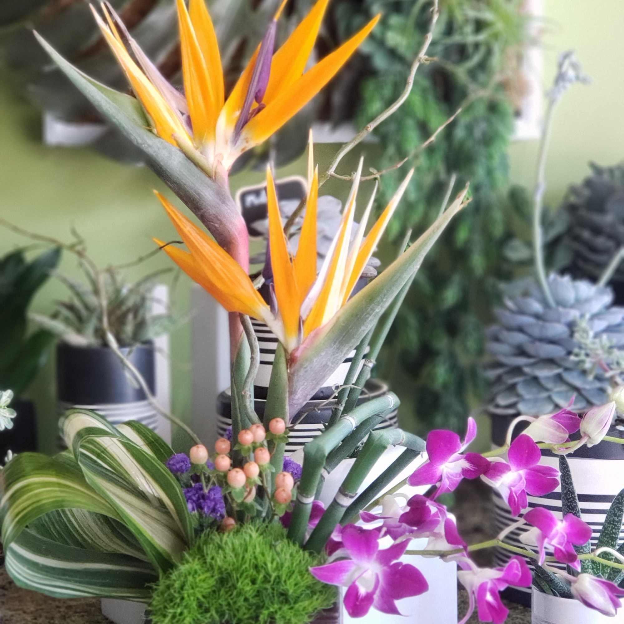 Tropical arrangement with orange bird-of-paradise blooms and purple orchids in a square vase