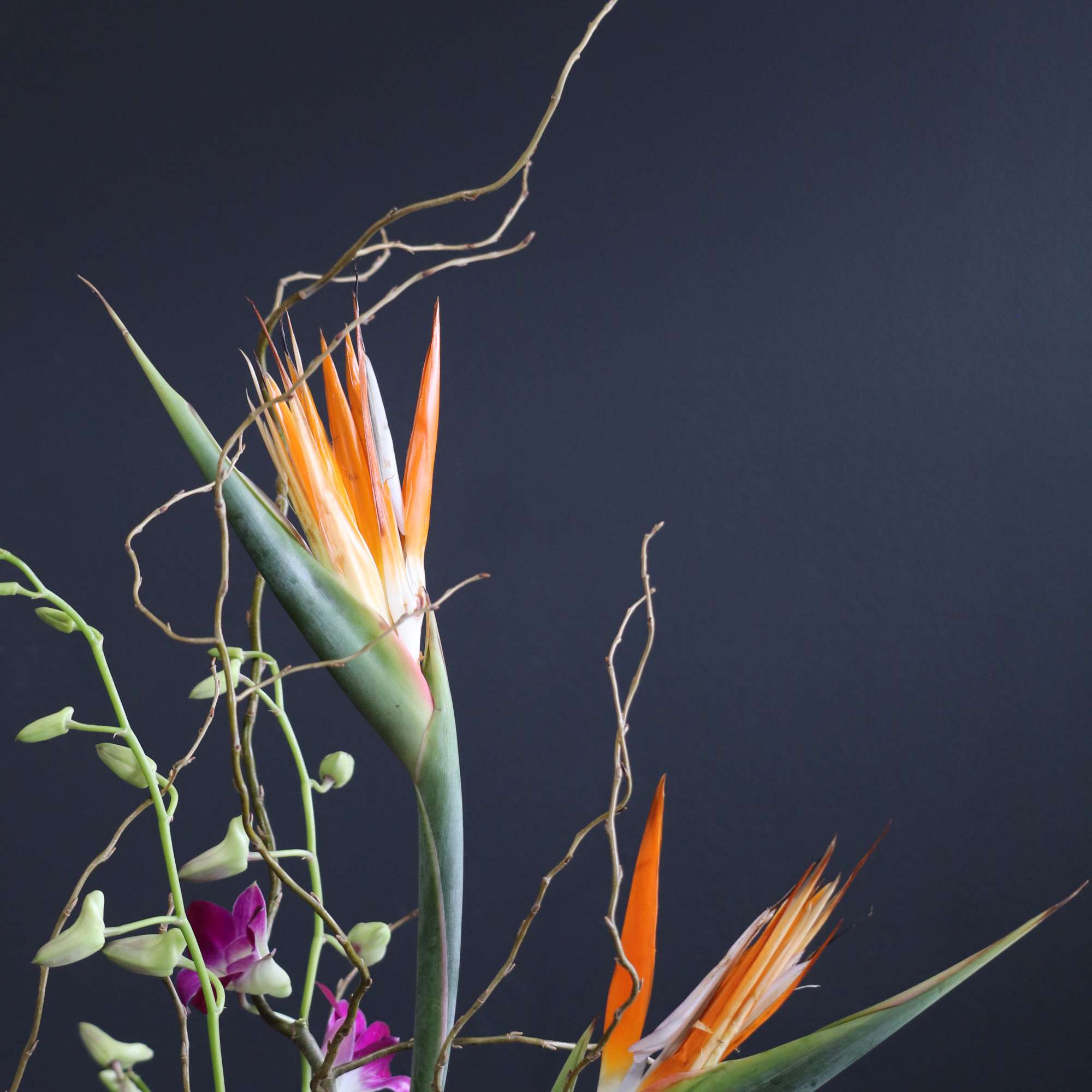 A tropical arrangement with birds of paradise and orchids to give a, photo 2 of 2