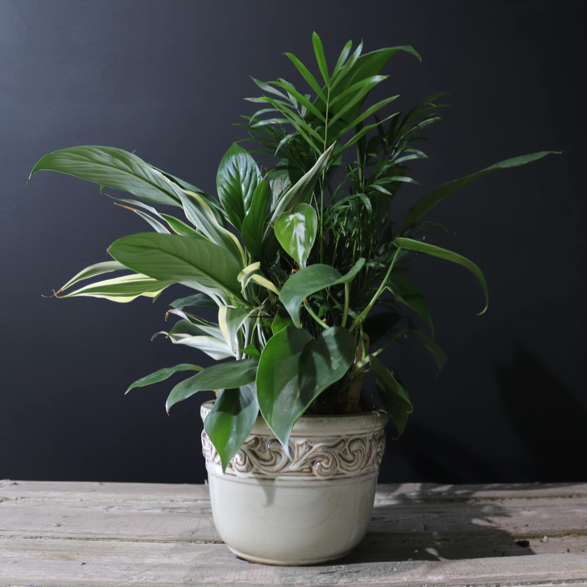 Potted green houseplant arrangement in a decorative ceramic pot