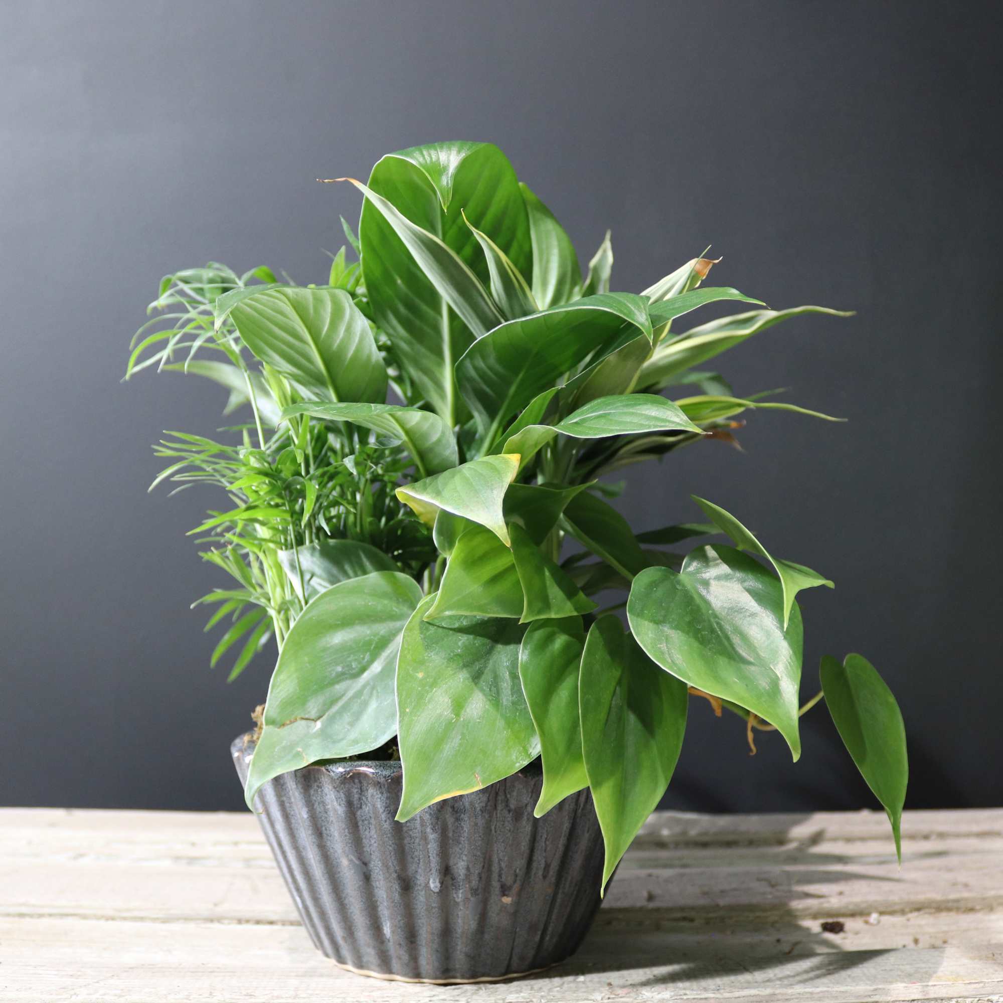 Potted green houseplant in a ribbed gray container