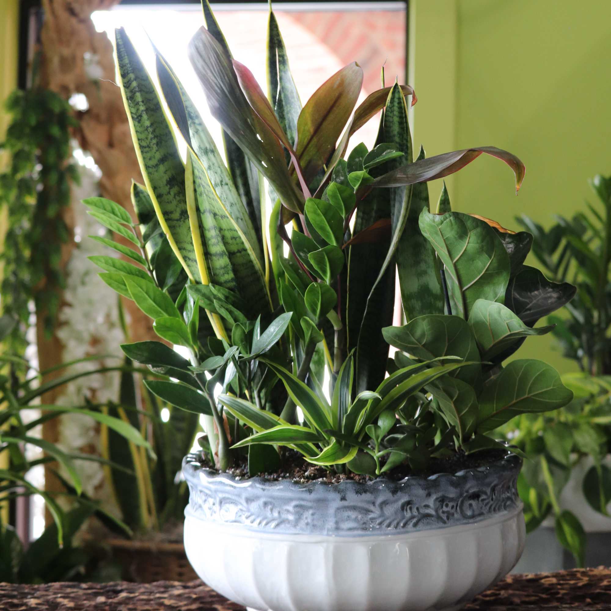 Mixed potted houseplants in a white ceramic planter