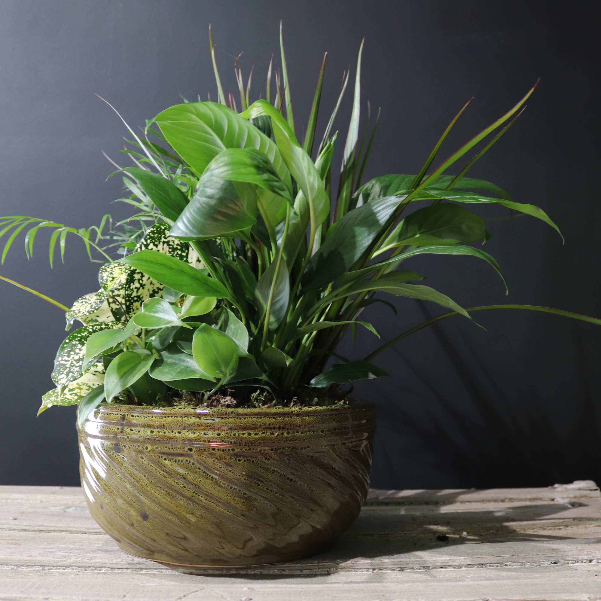 Lush green potted plant arrangement in a ceramic bowl