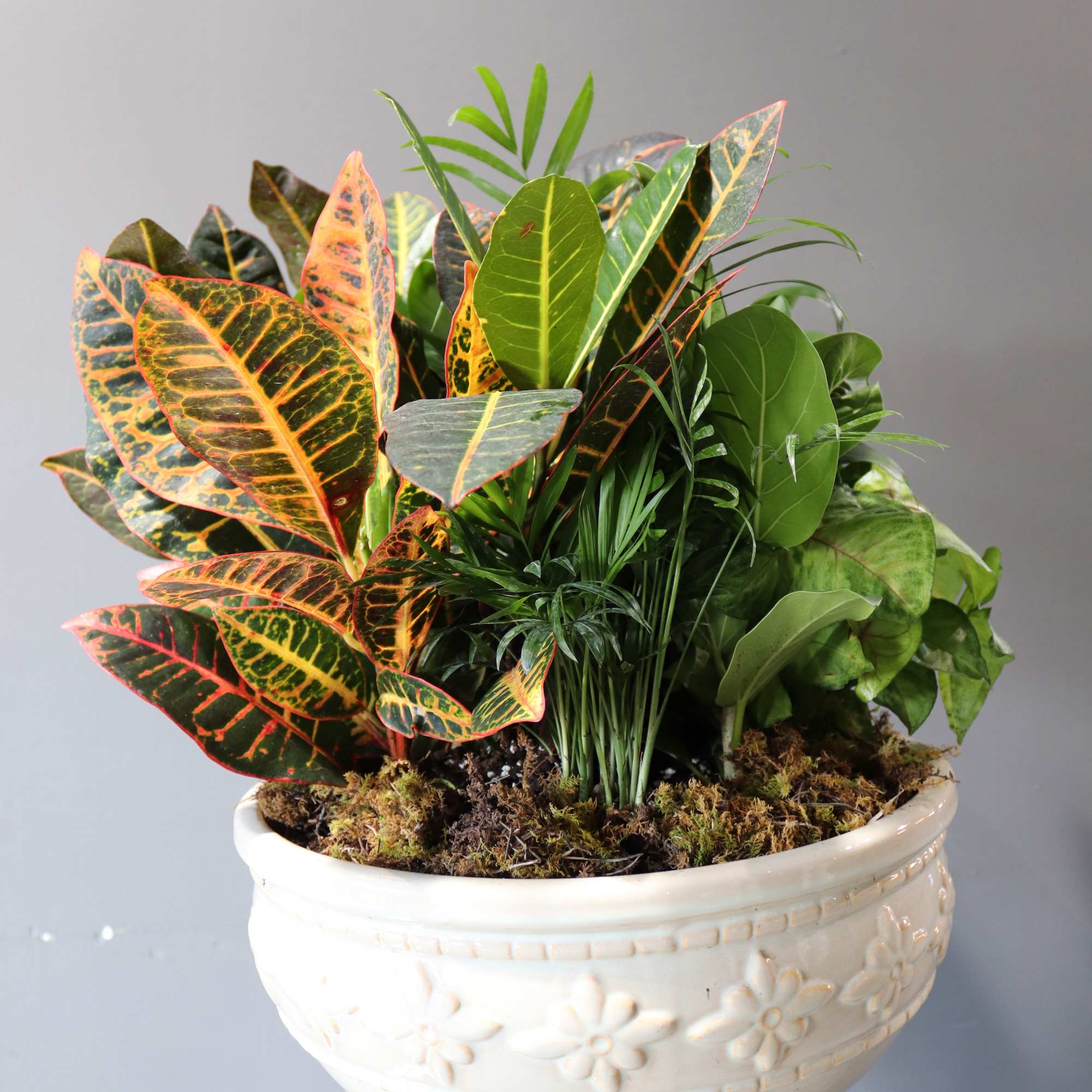 Potted croton plant in a white decorative planter