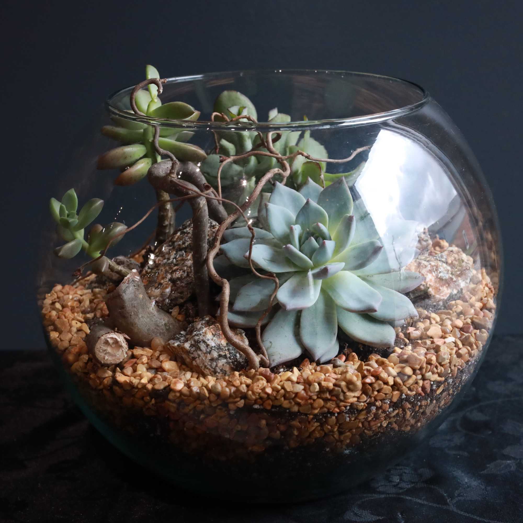 A large glass bowl with a variety of our wonderful succulents and