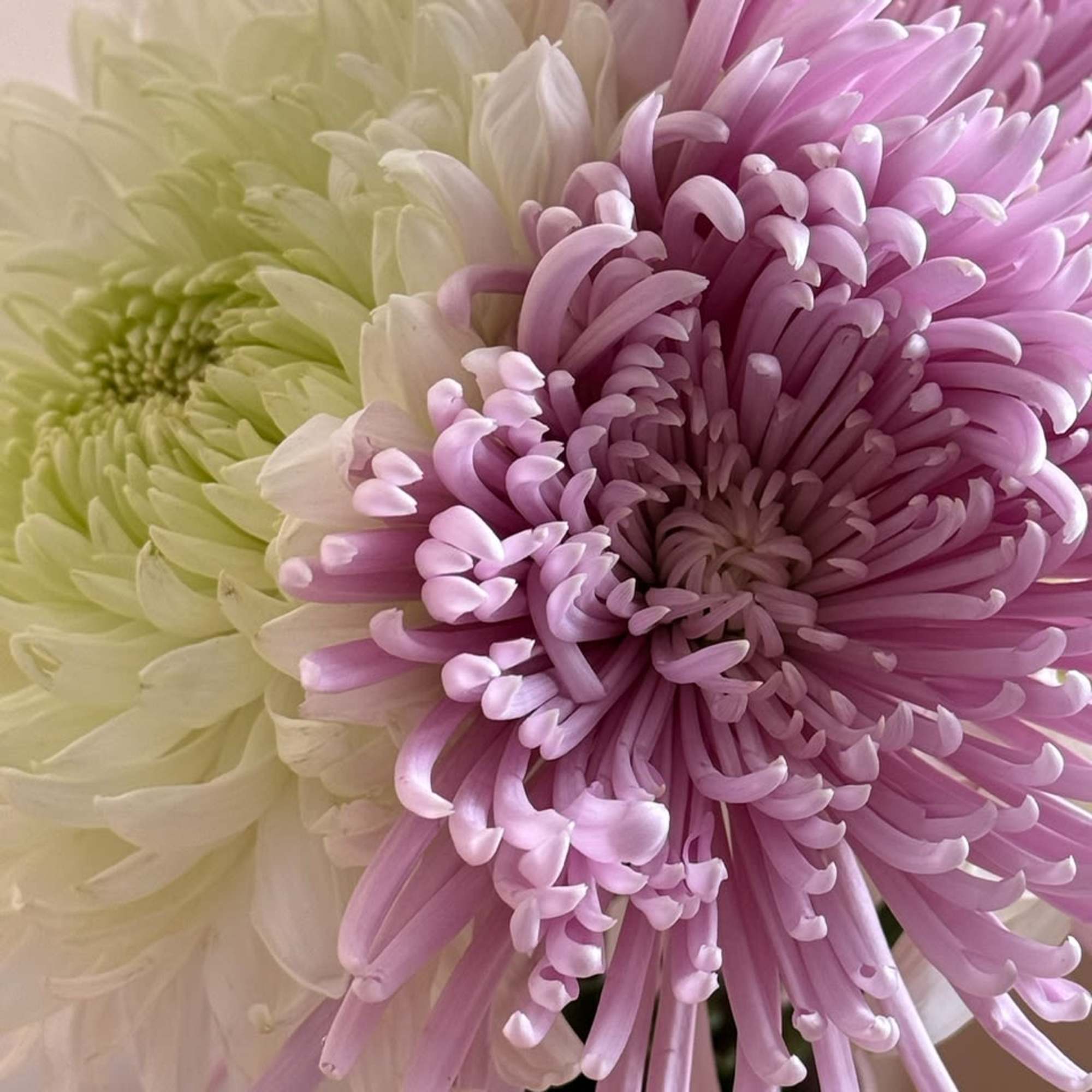 Close-up of pink and white chrysanthemum blooms in a vase