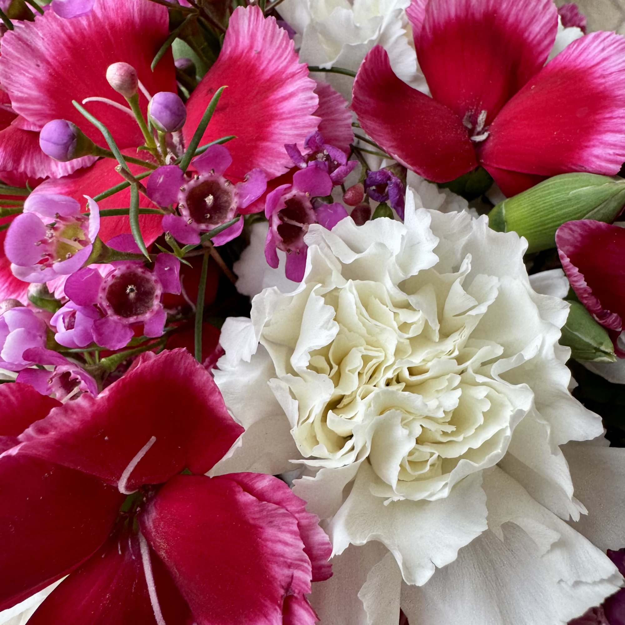 Close-up bouquet of pink and white flowers with ruffled petals