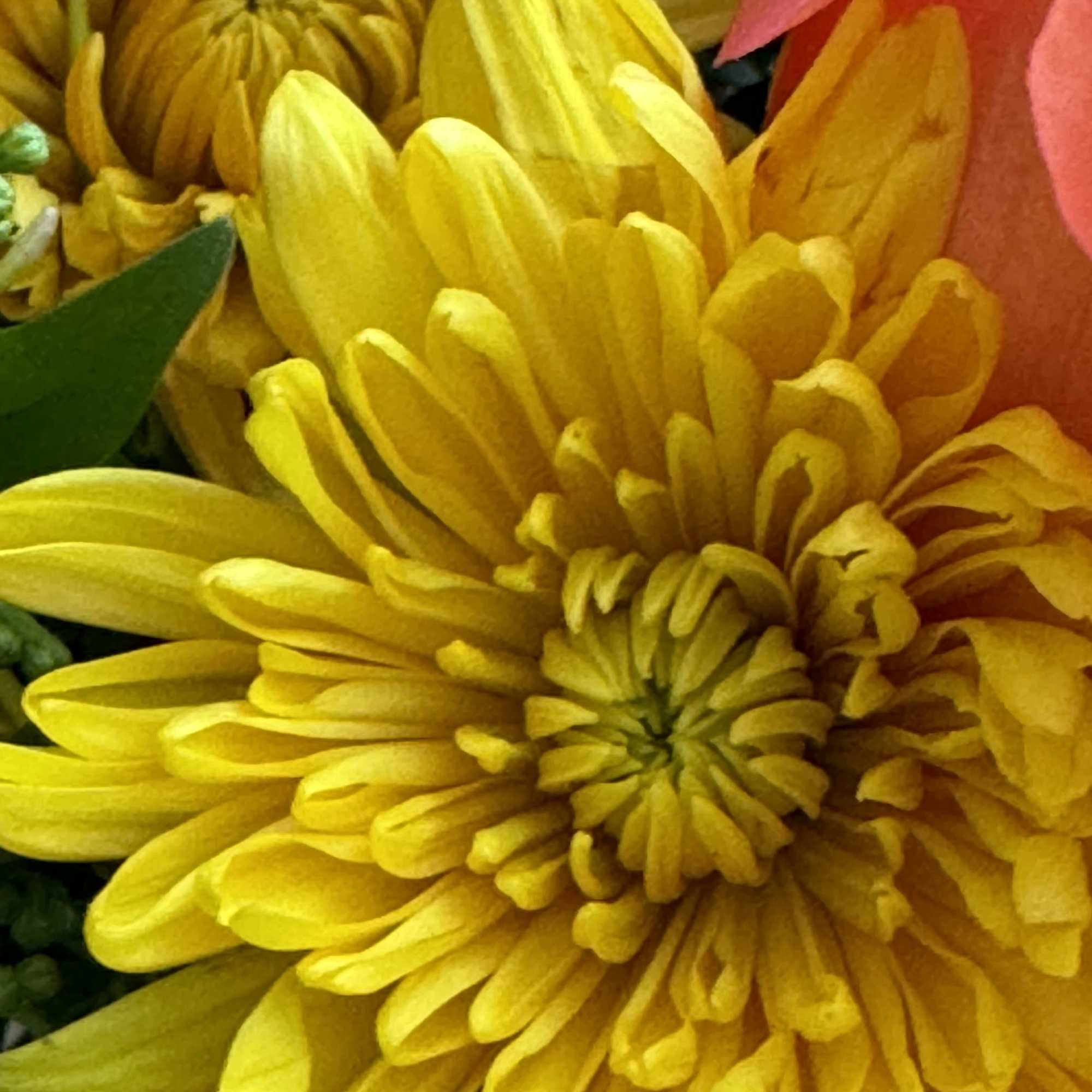 Close-up of yellow and orange chrysanthemum blooms