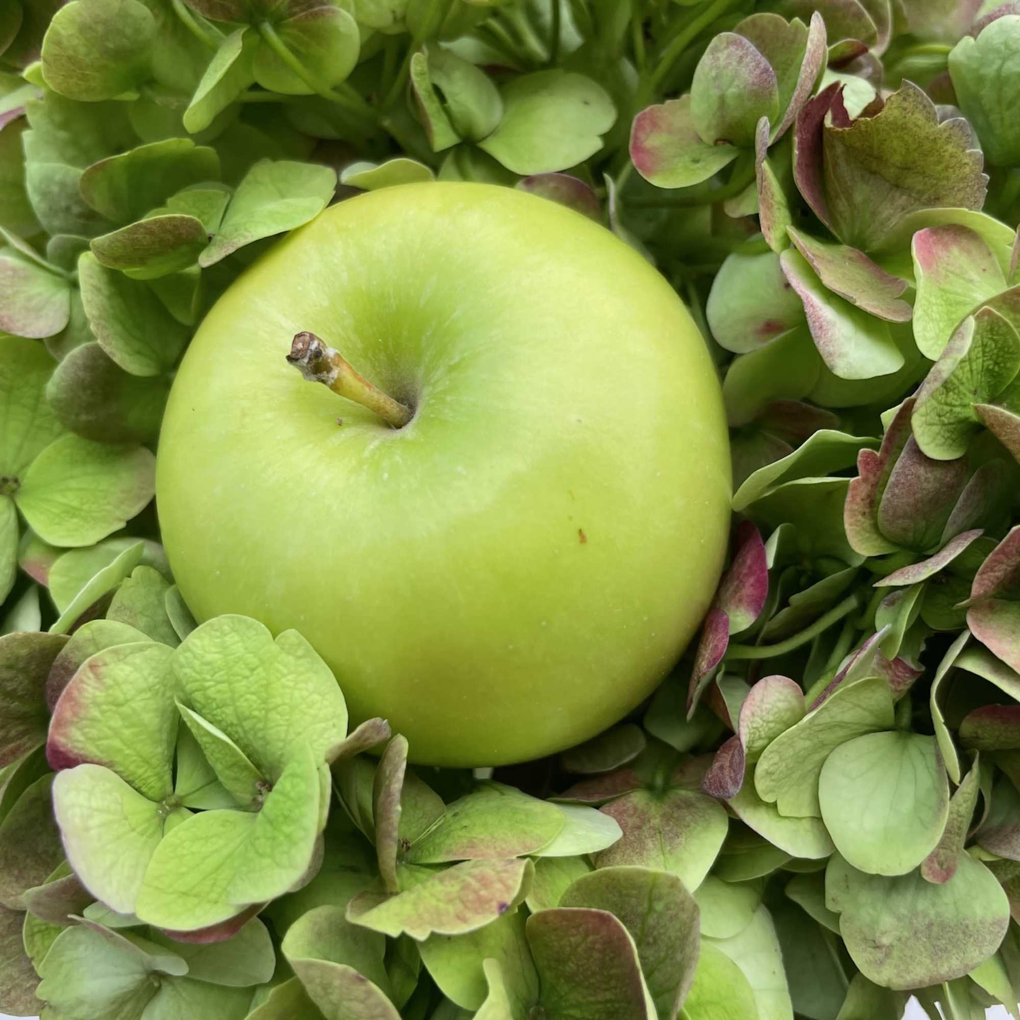 Green apple surrounded by green hydrangea blooms