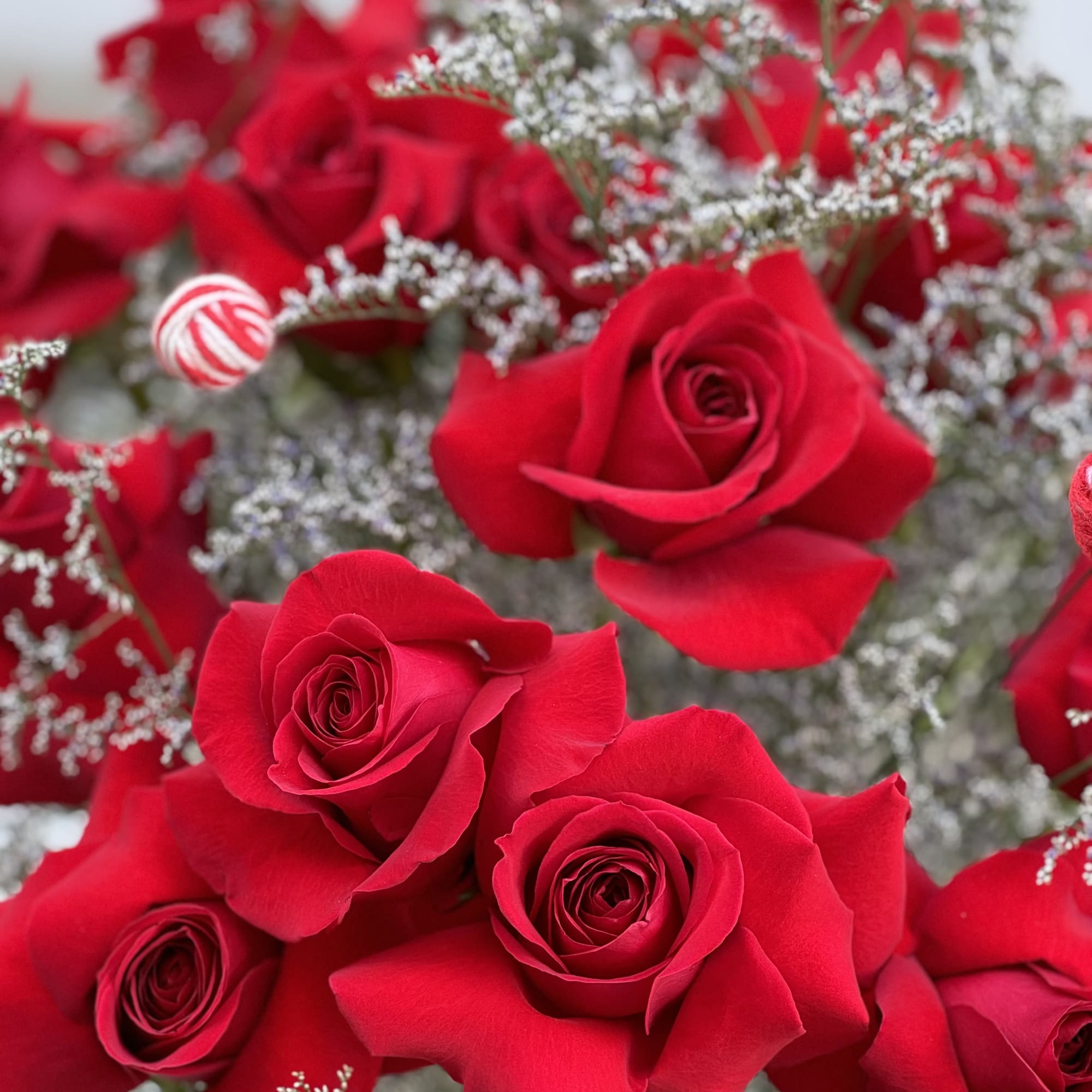 Close-up bouquet of red roses with baby's breath