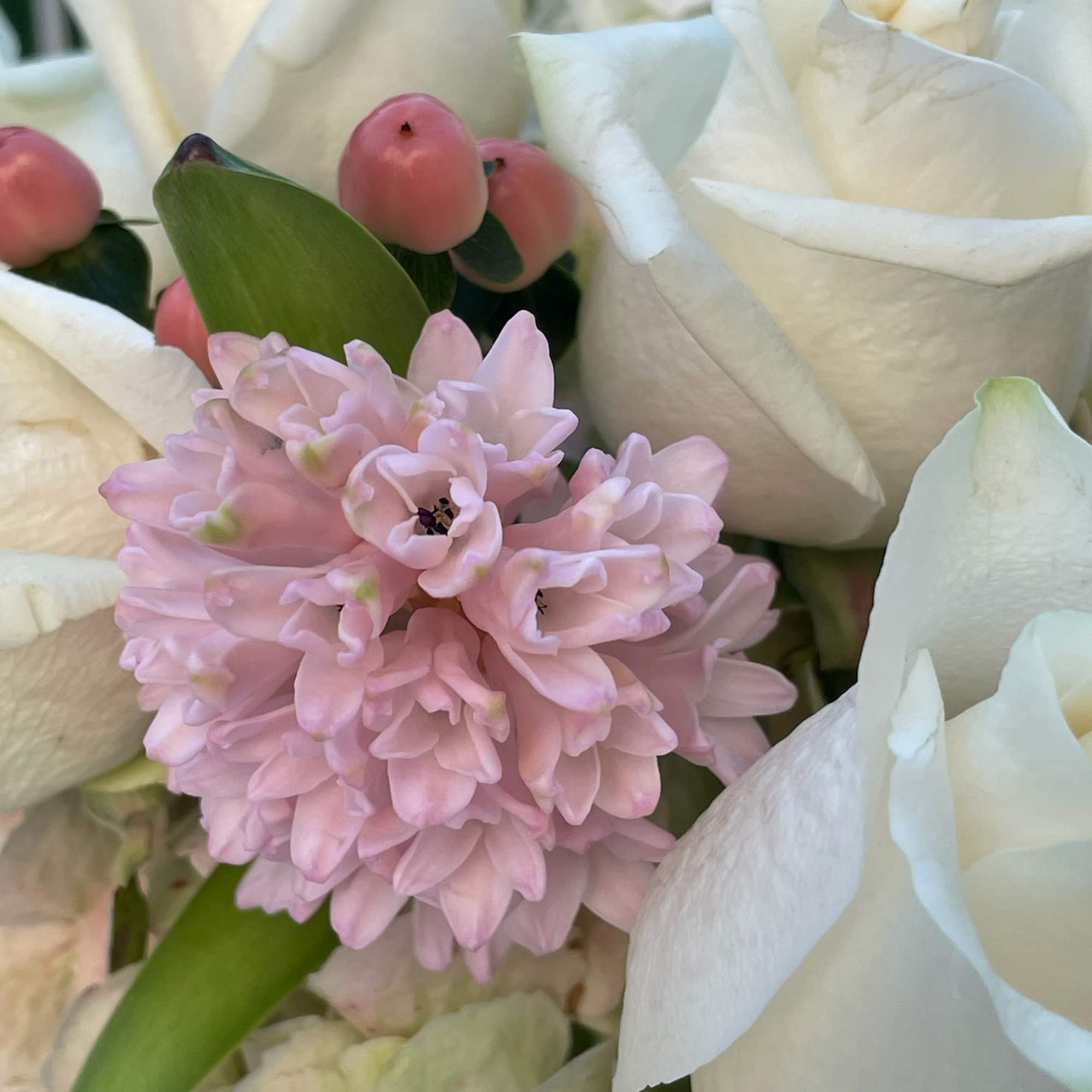 White roses and a pink hyacinth in a close-up bouquet