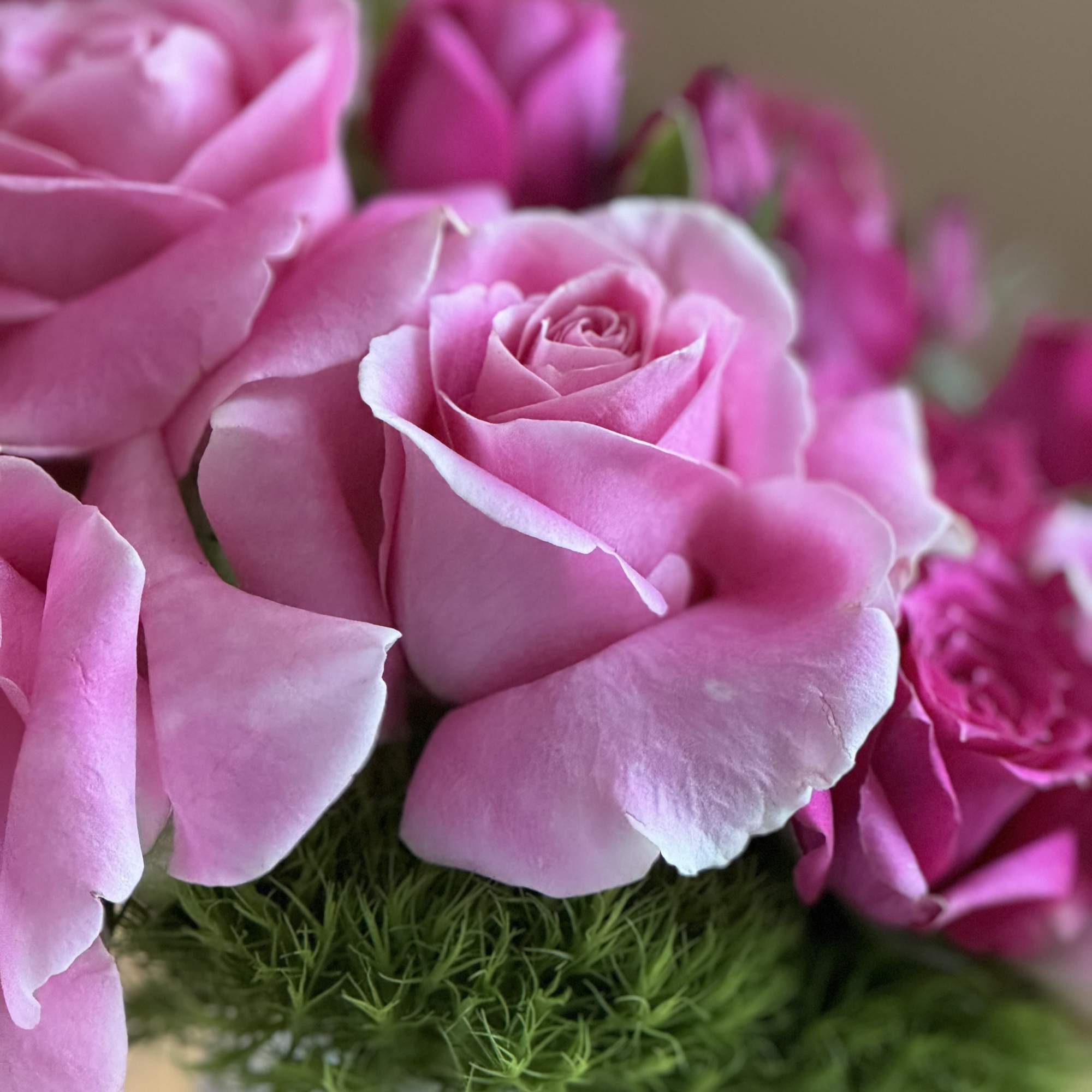 Close-up bouquet of pink roses with green filler