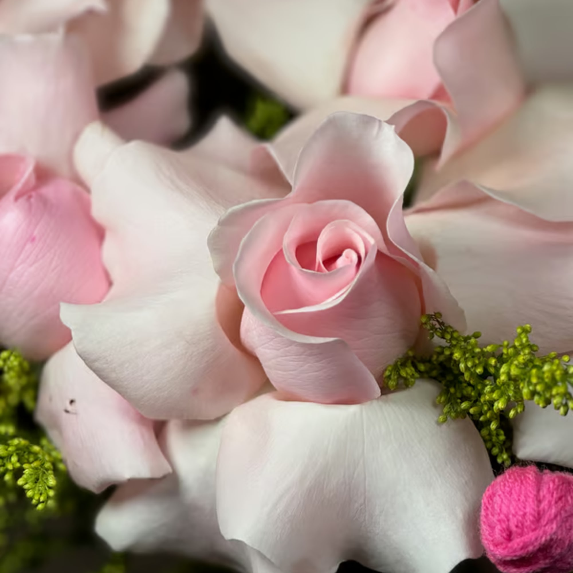 Close-up of pale pink and white roses with green filler