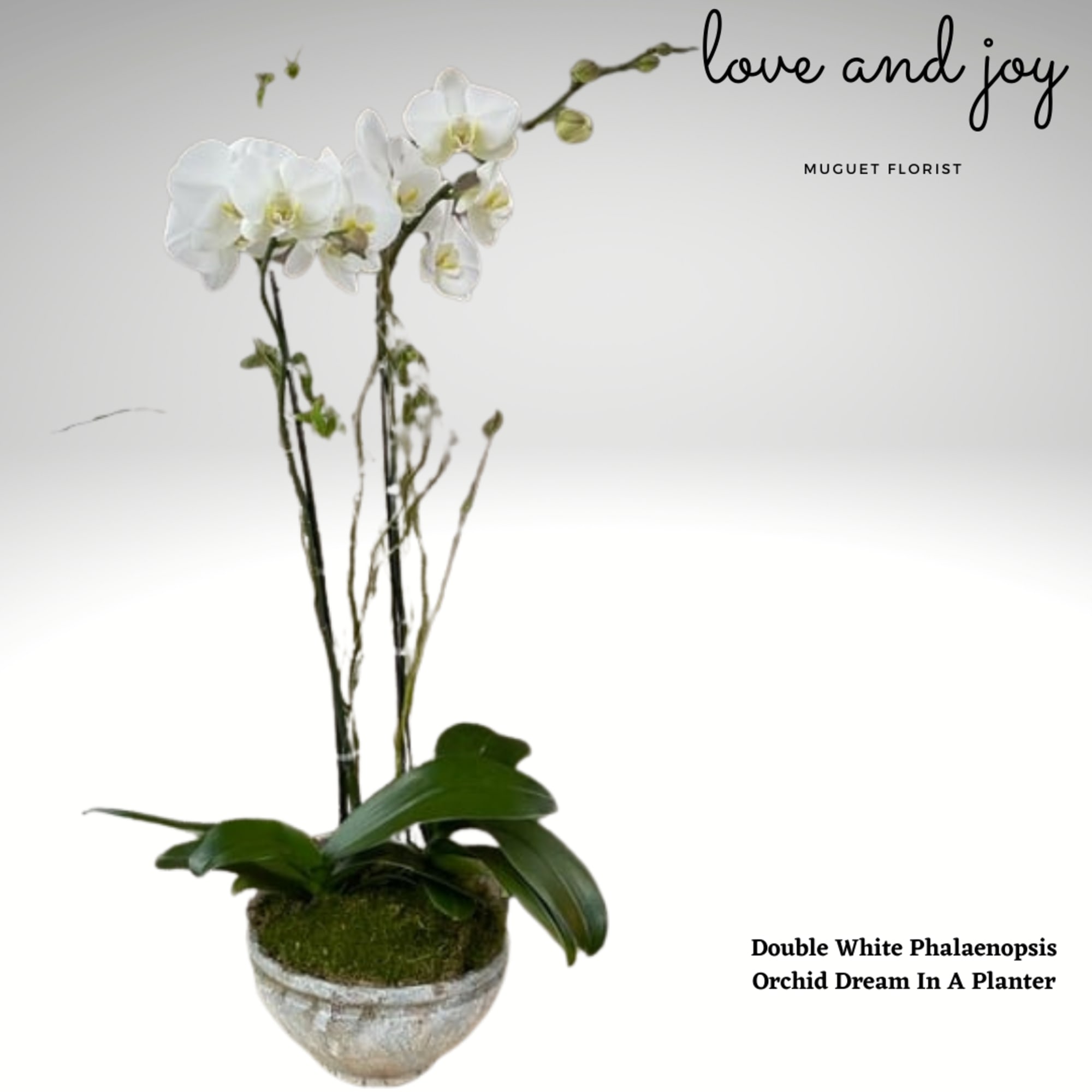 White phalaenopsis orchid in a planter with moss