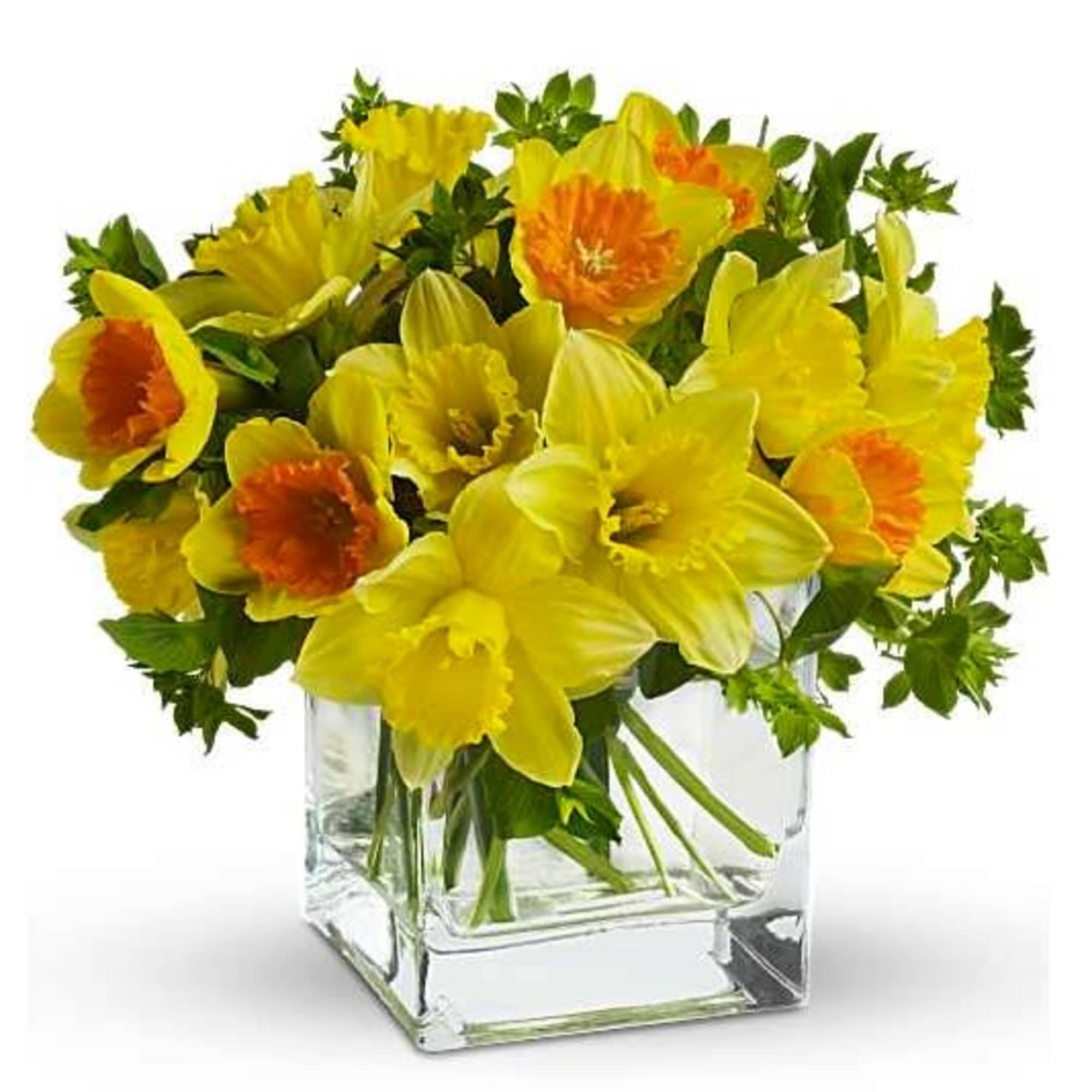 Yellow daffodils in a clear square glass vase