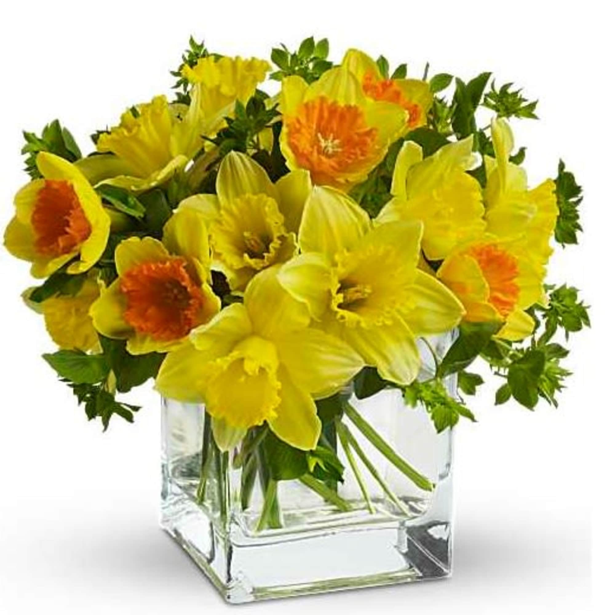 Yellow daffodils arranged in a clear glass cube vase