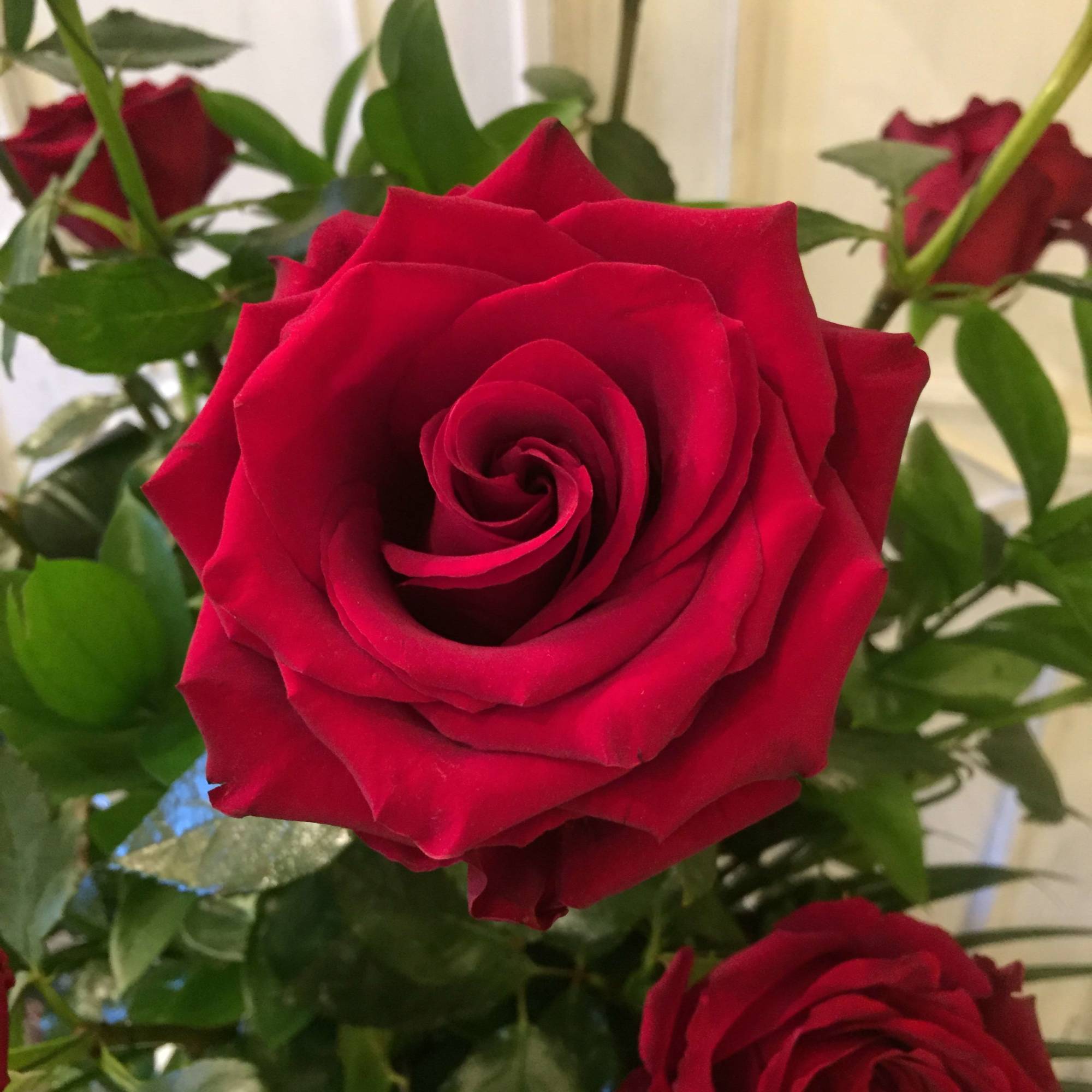 Red roses in a bouquet with green foliage