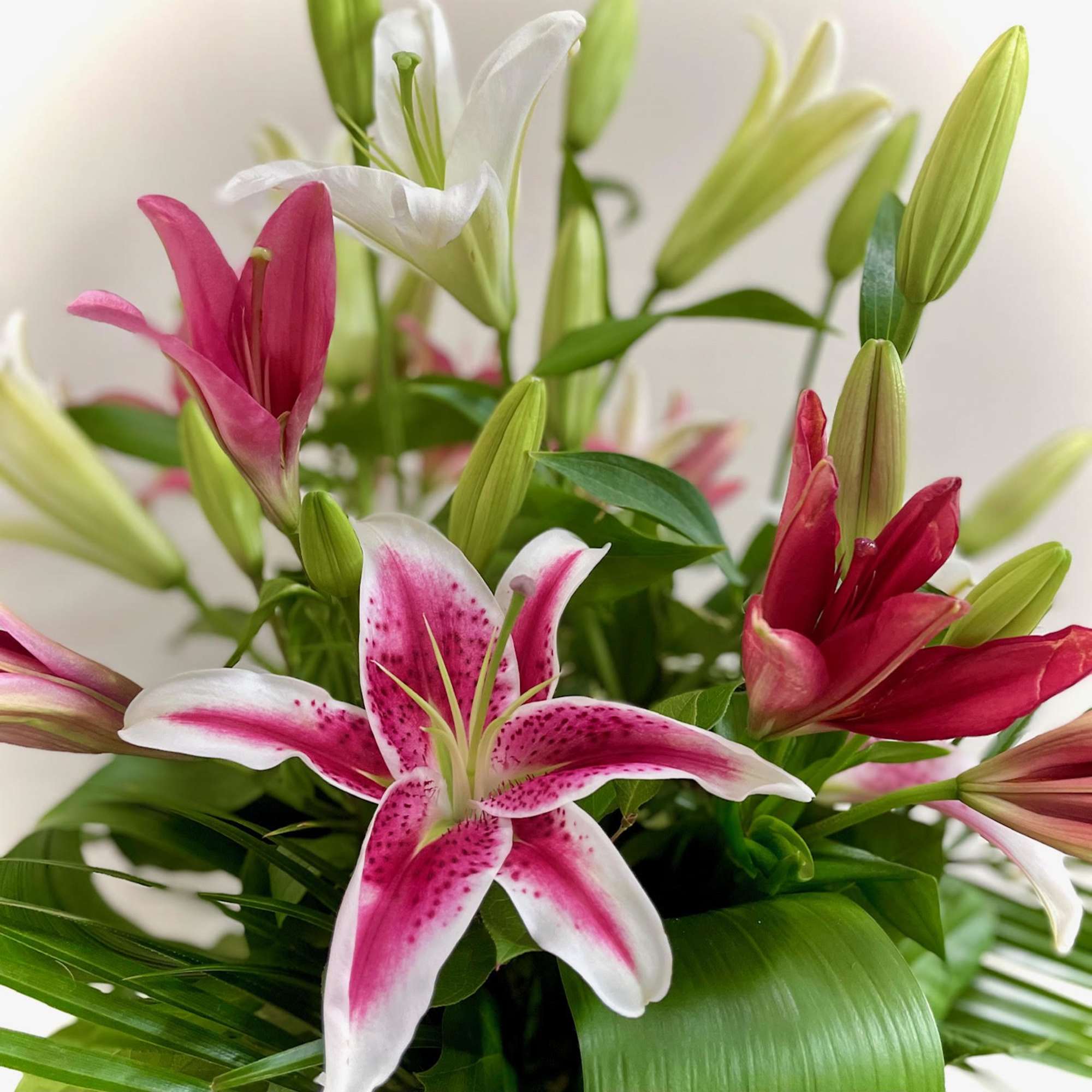 Bouquet of pink and white lilies with green buds