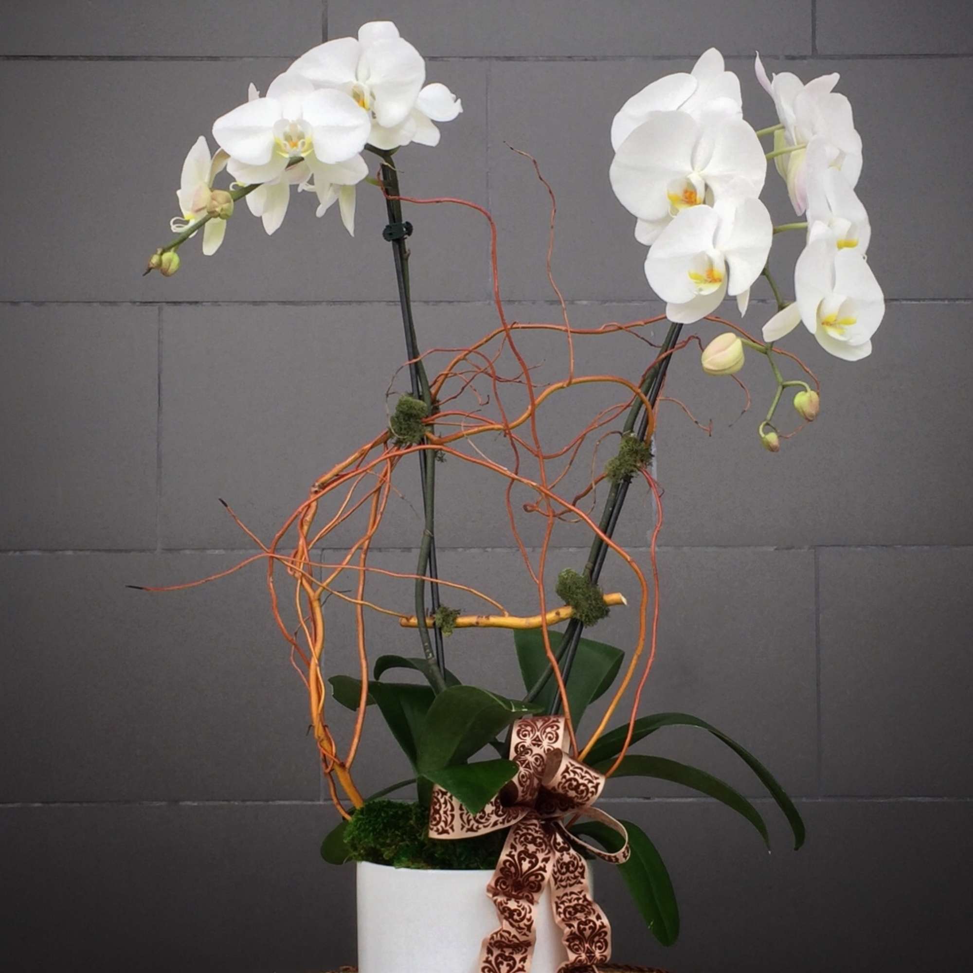 White orchids in a white pot with a decorative ribbon