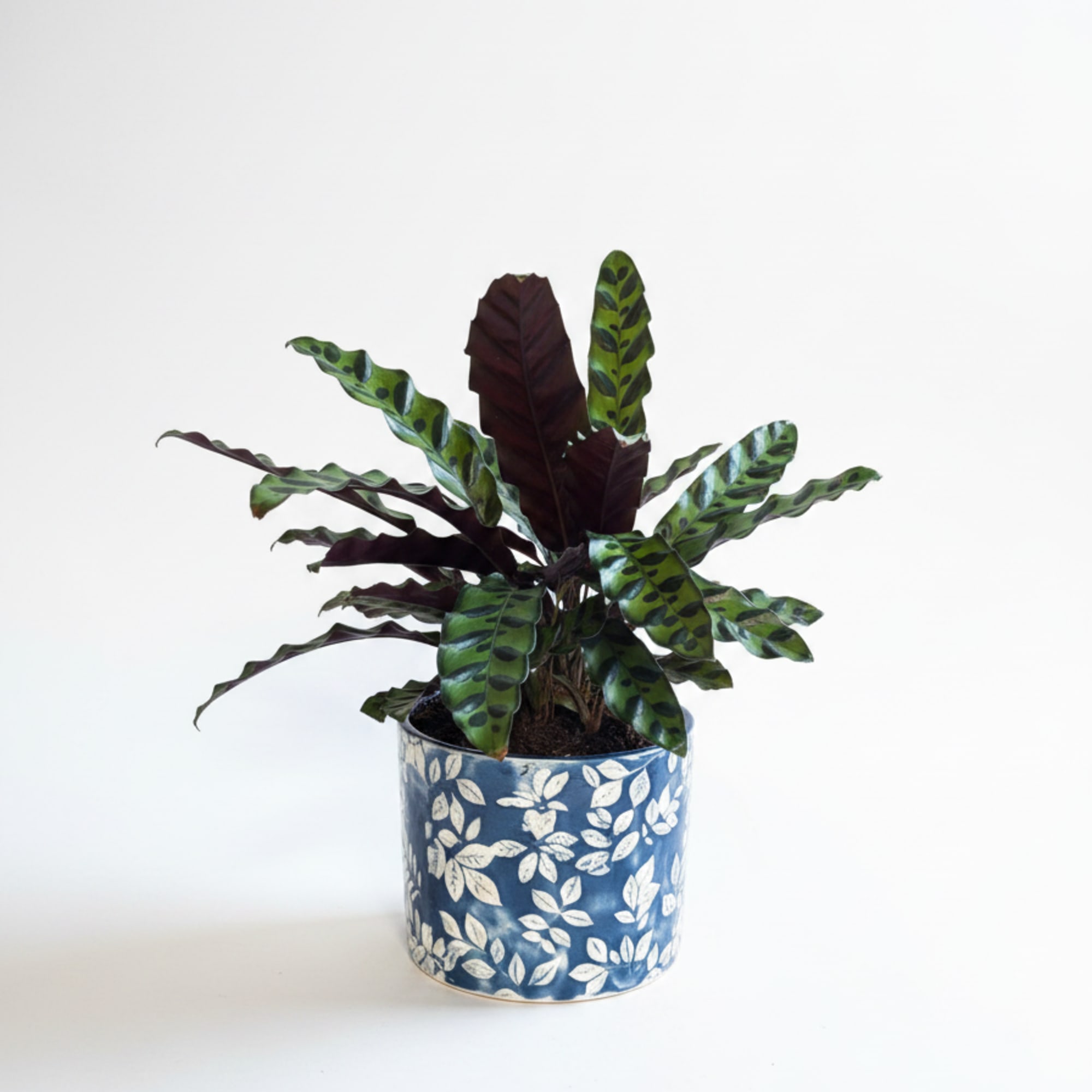 6" Rattlesnake prayer plant in decorative ceramic pot,  lush patterned foliage