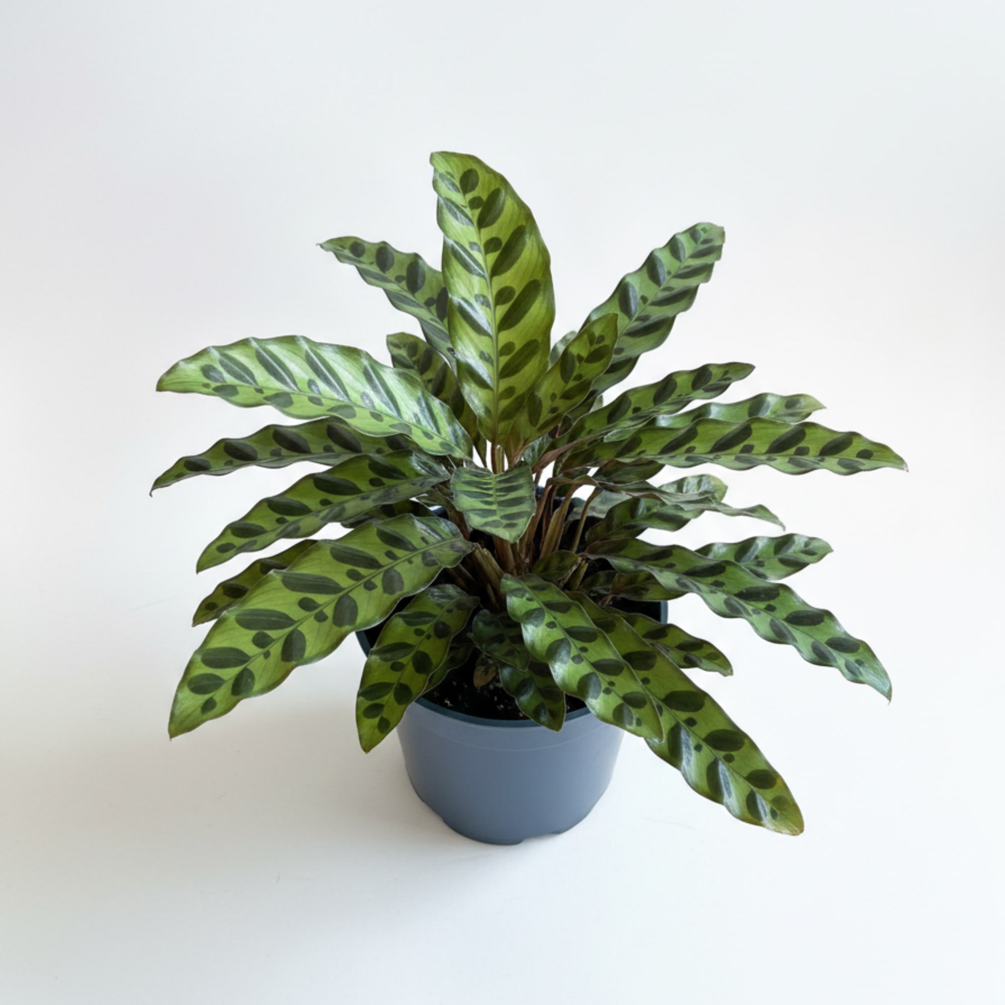 6" Rattlesnake prayer plant in decorative ceramic pot,  lush patterned foliage, photo 2 of 2
