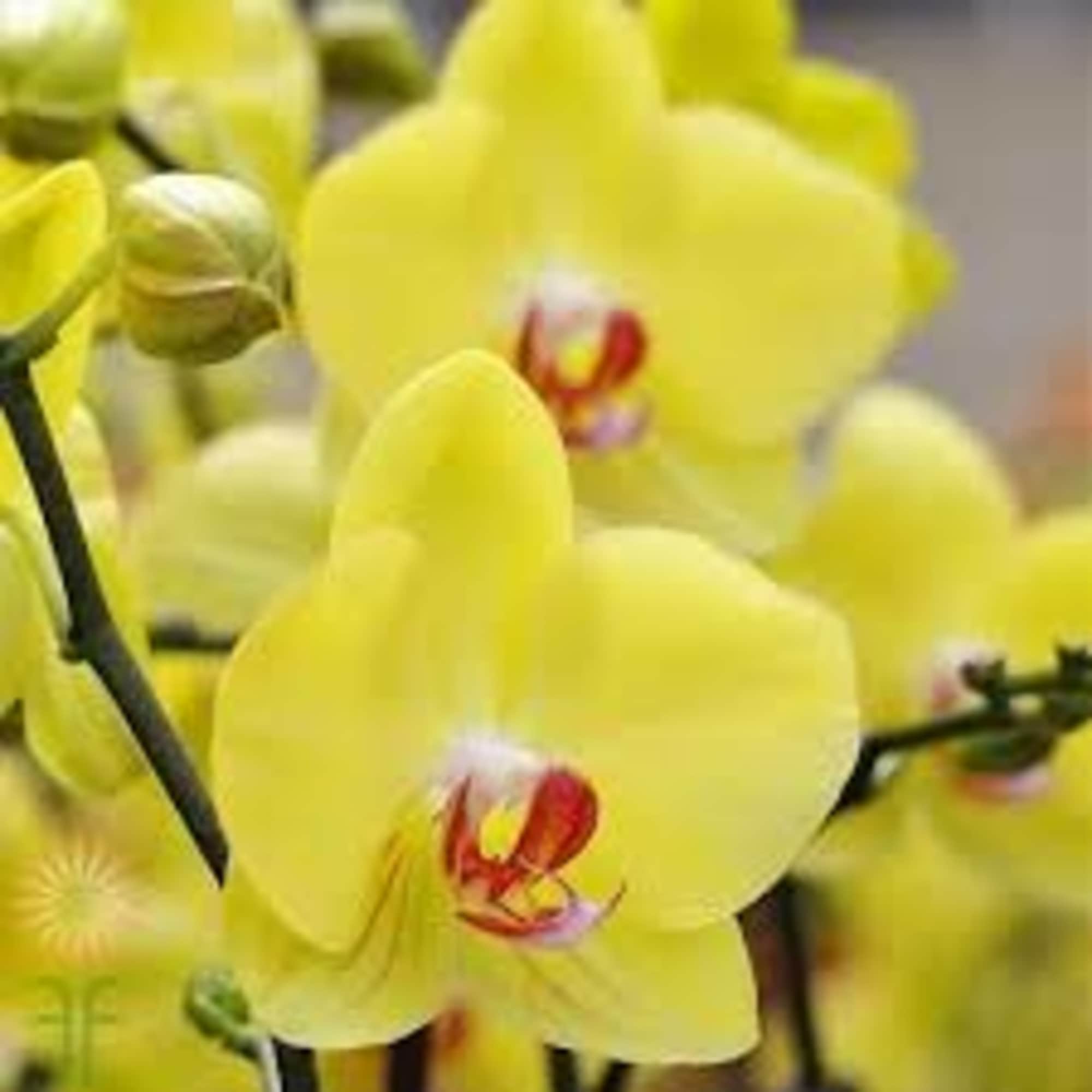 Close-up of yellow orchid blooms with red centers