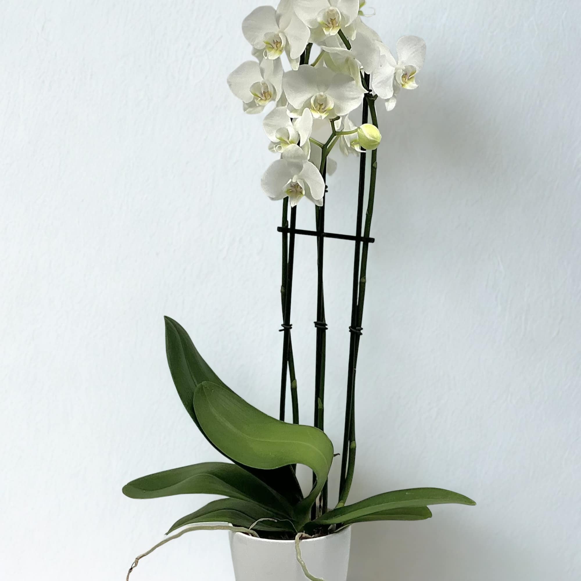 White orchid plant in a white pot with broad green leaves