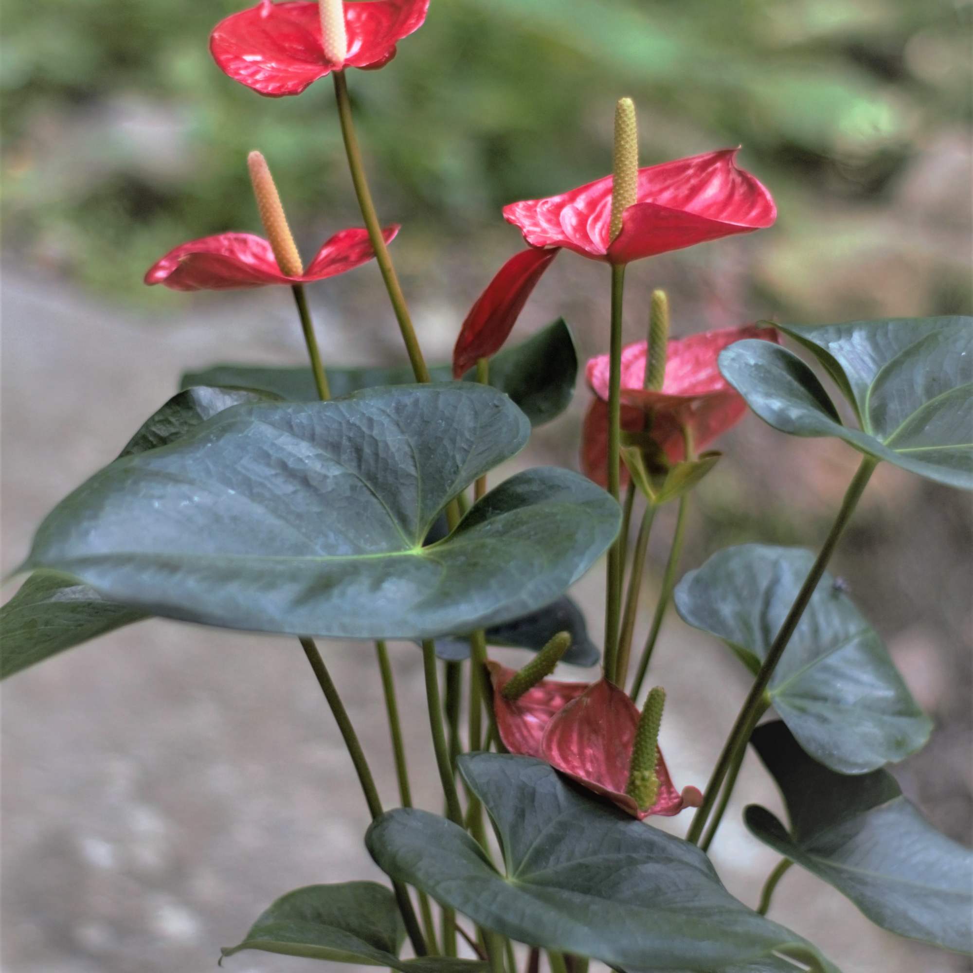 Pink anthurium flowers with dark green leaves