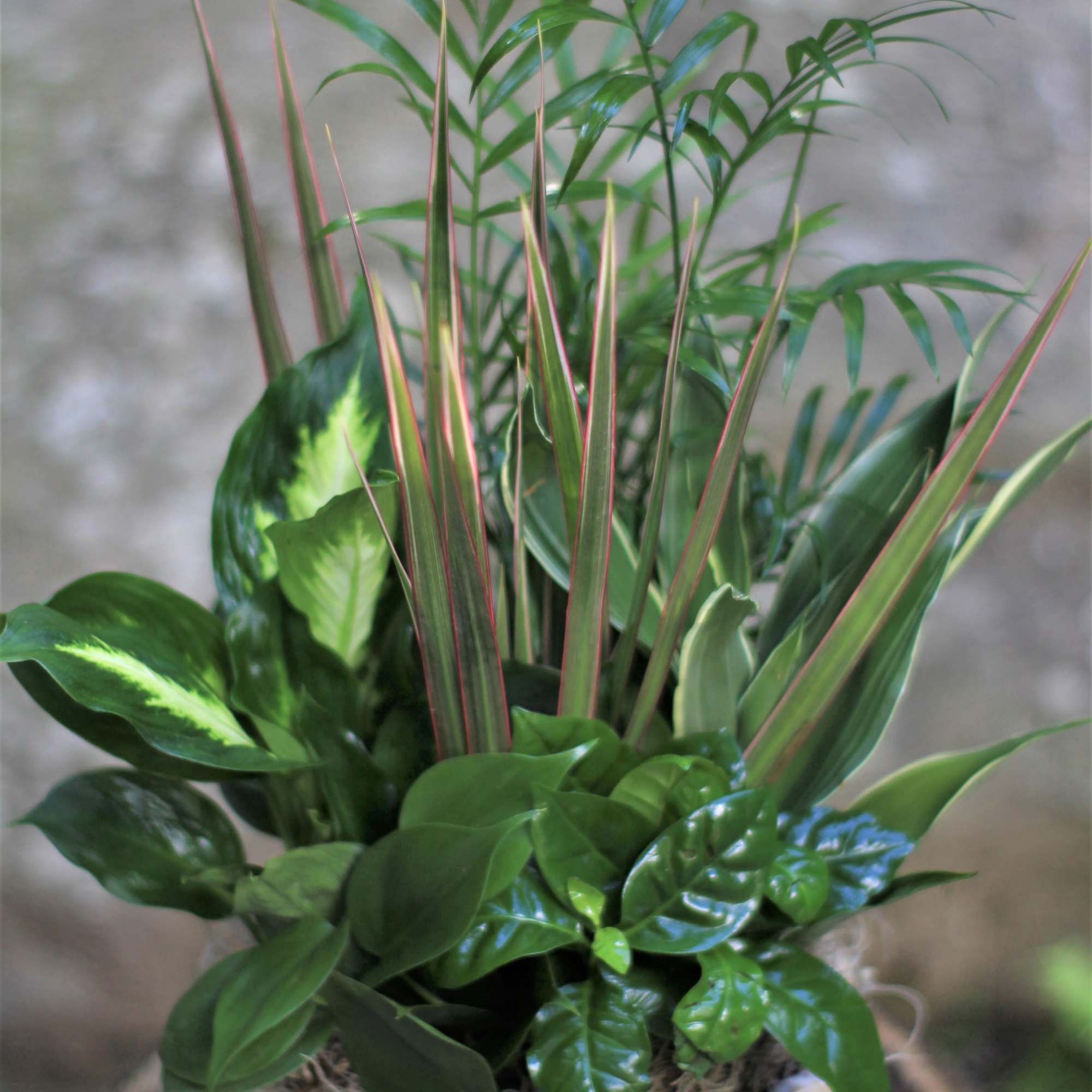 Potted green houseplant arrangement in a white ceramic bowl