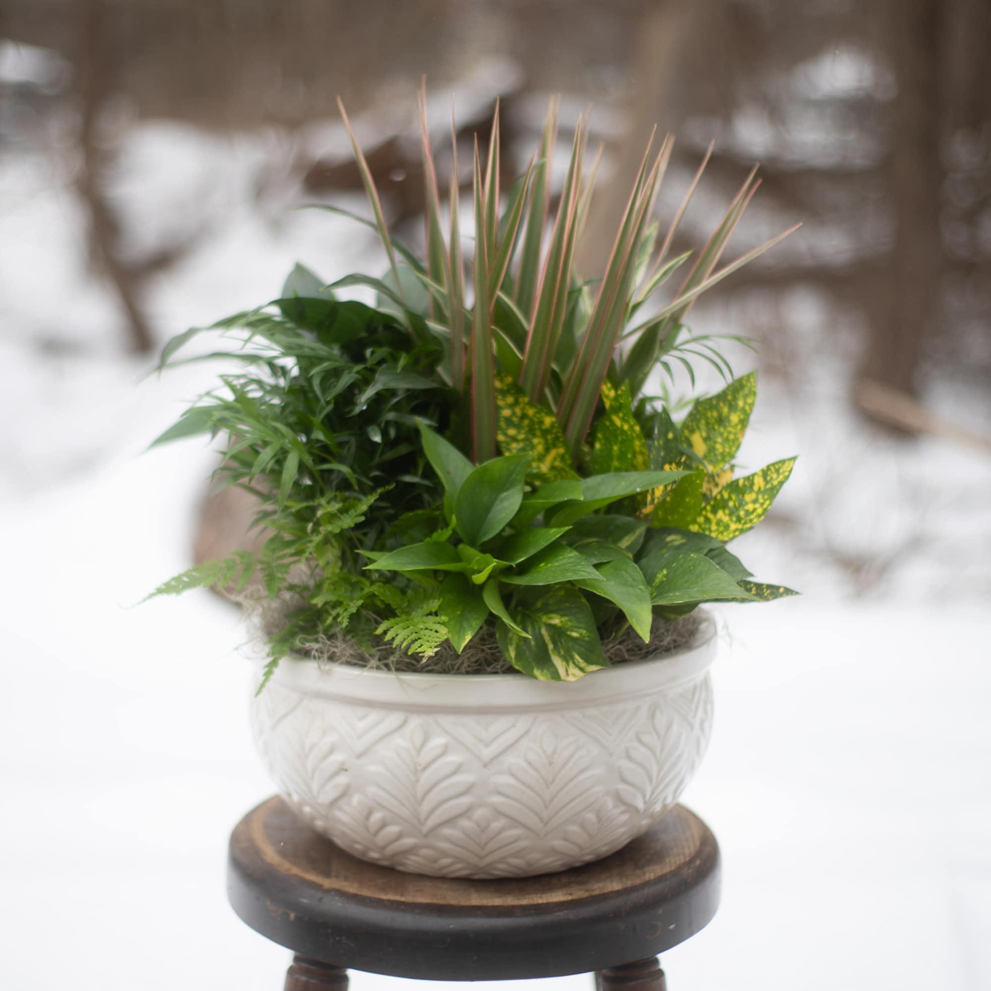 Potted green plant arrangement in a white ceramic bowl