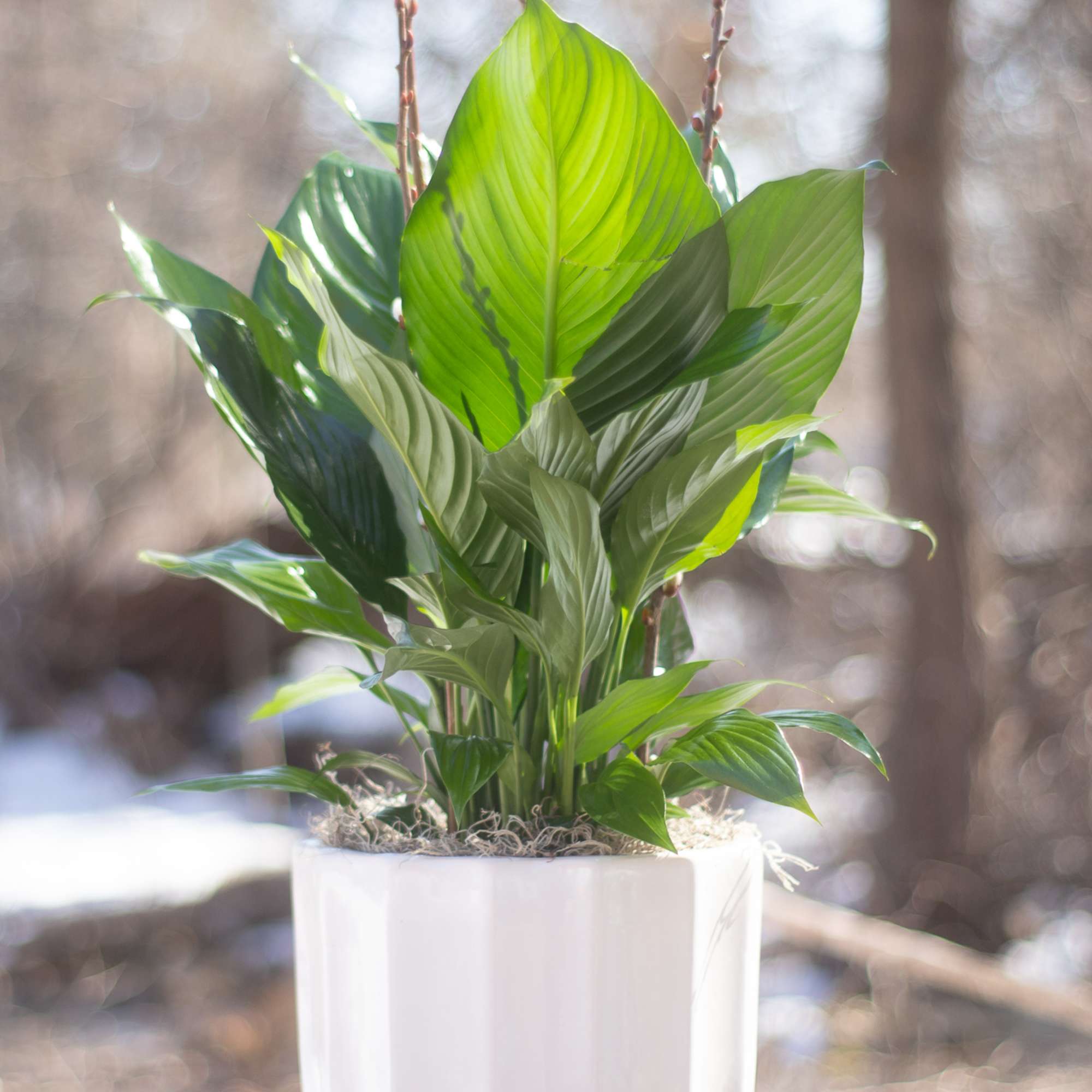 Potted green houseplant in a white ceramic container