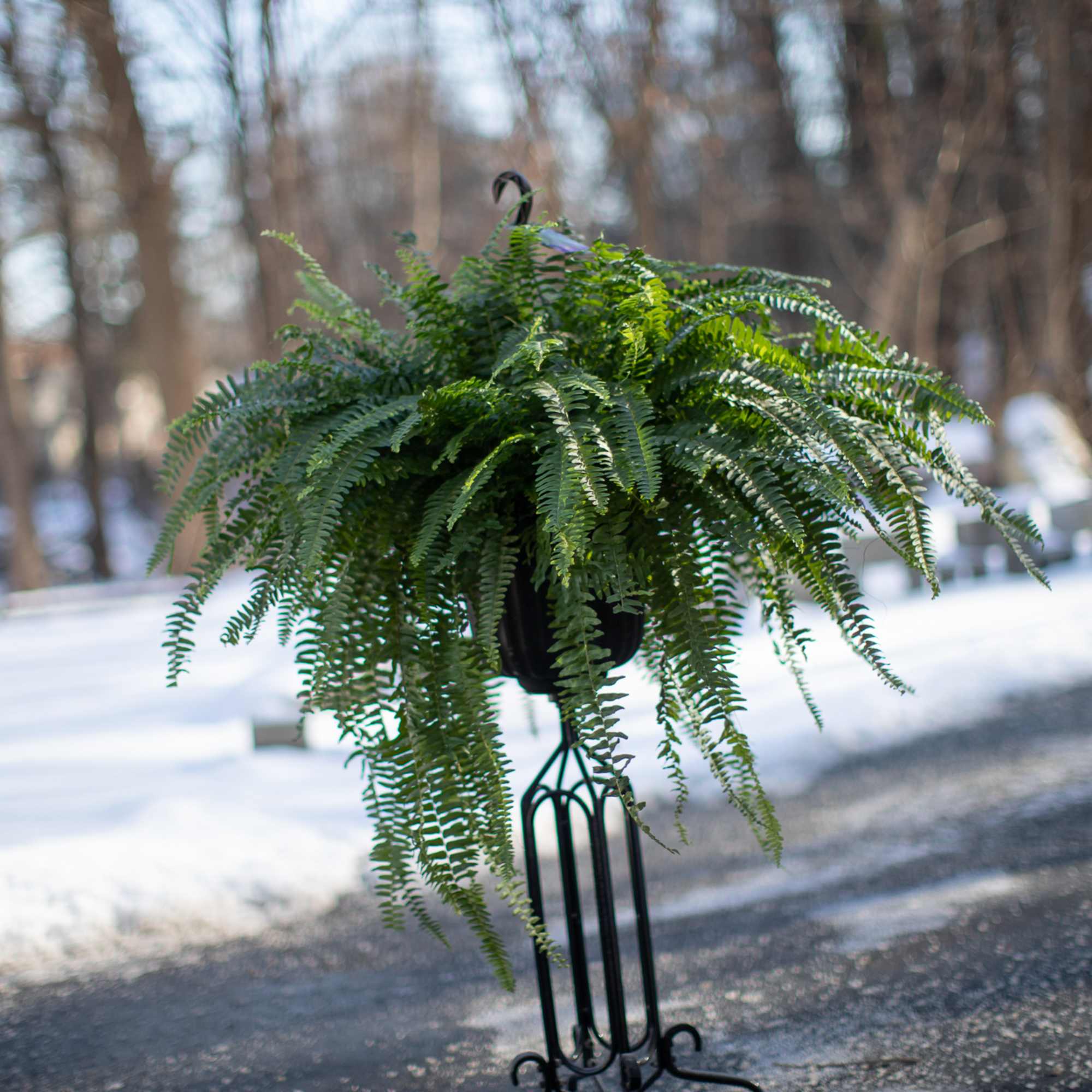 Hanging fern arrangement in a black metal stand outdoors