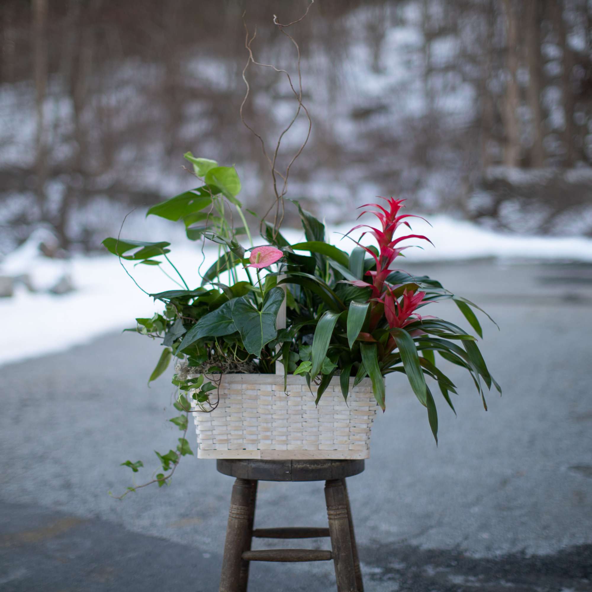 Potted tropical plant arrangement in a white woven basket