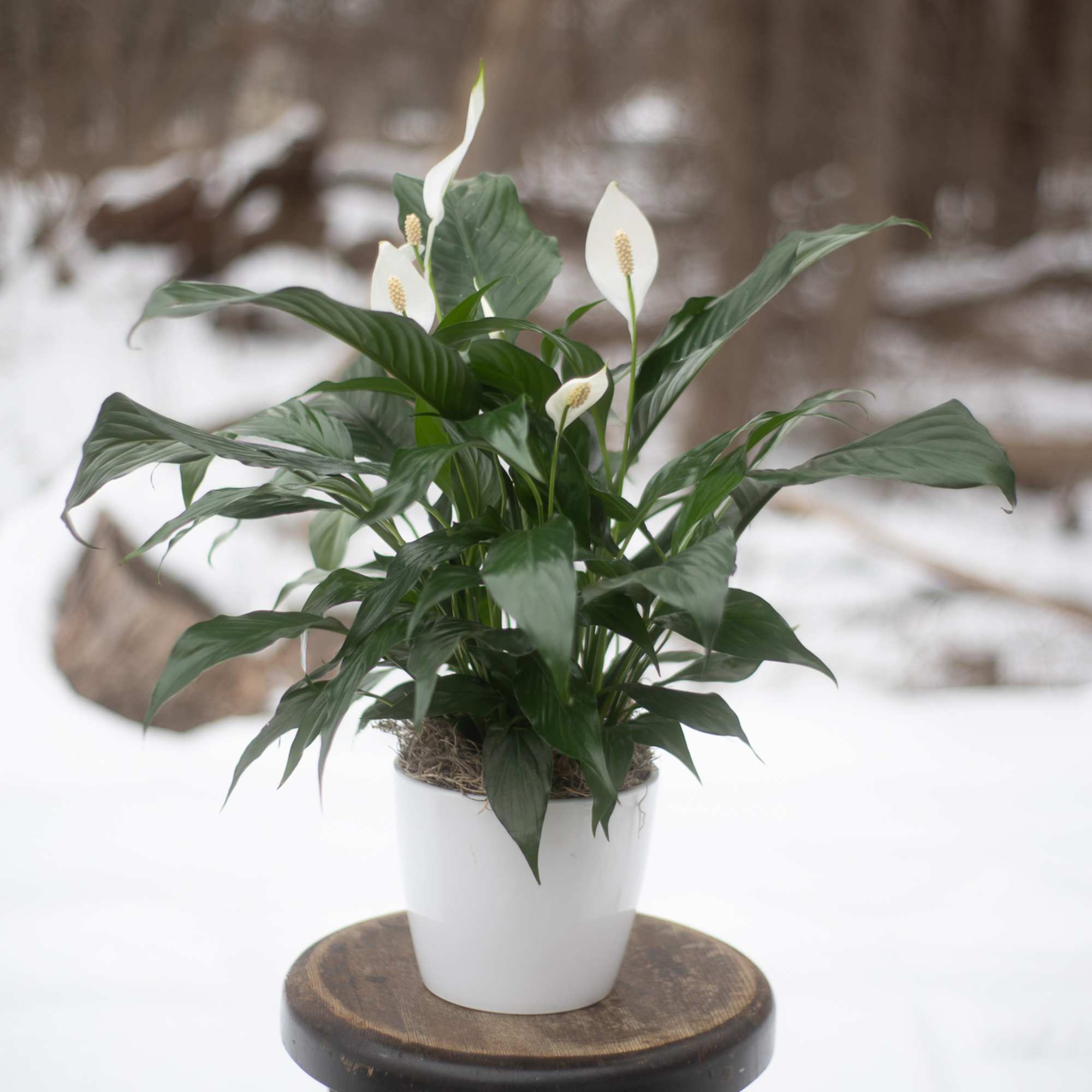 Peace lily plant with white blooms in a white pot on a wooden stool in the snow
