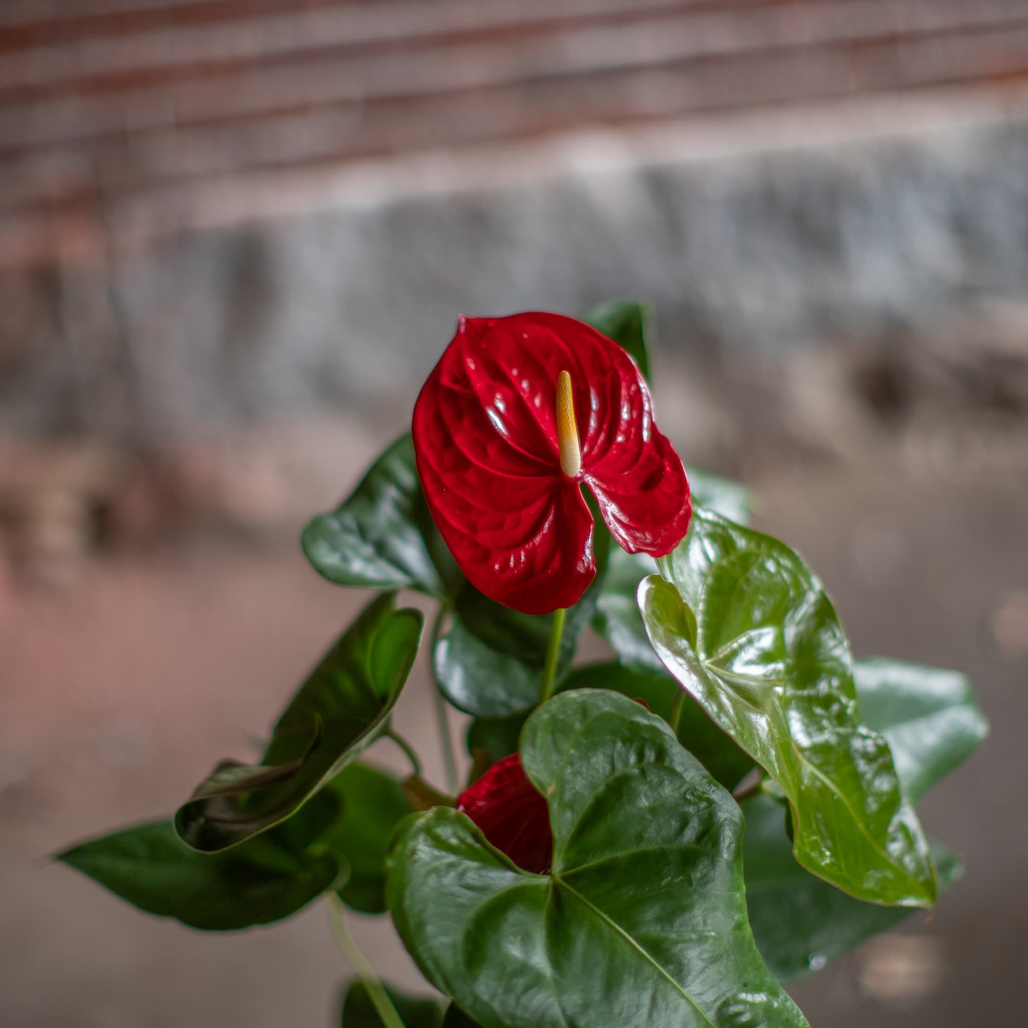Red anthurium plant with glossy green leaves