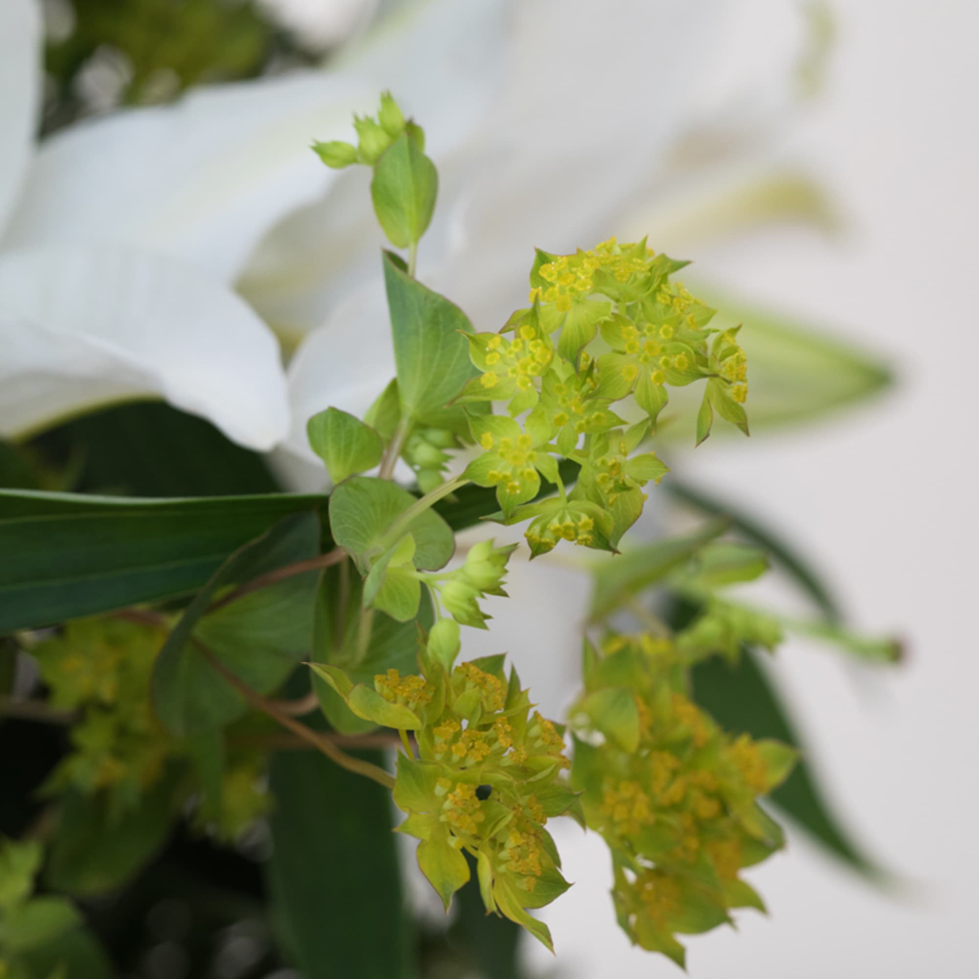Make the holidays or any special occasion unforgettable with our elegant arrangement, photo 3 of 3