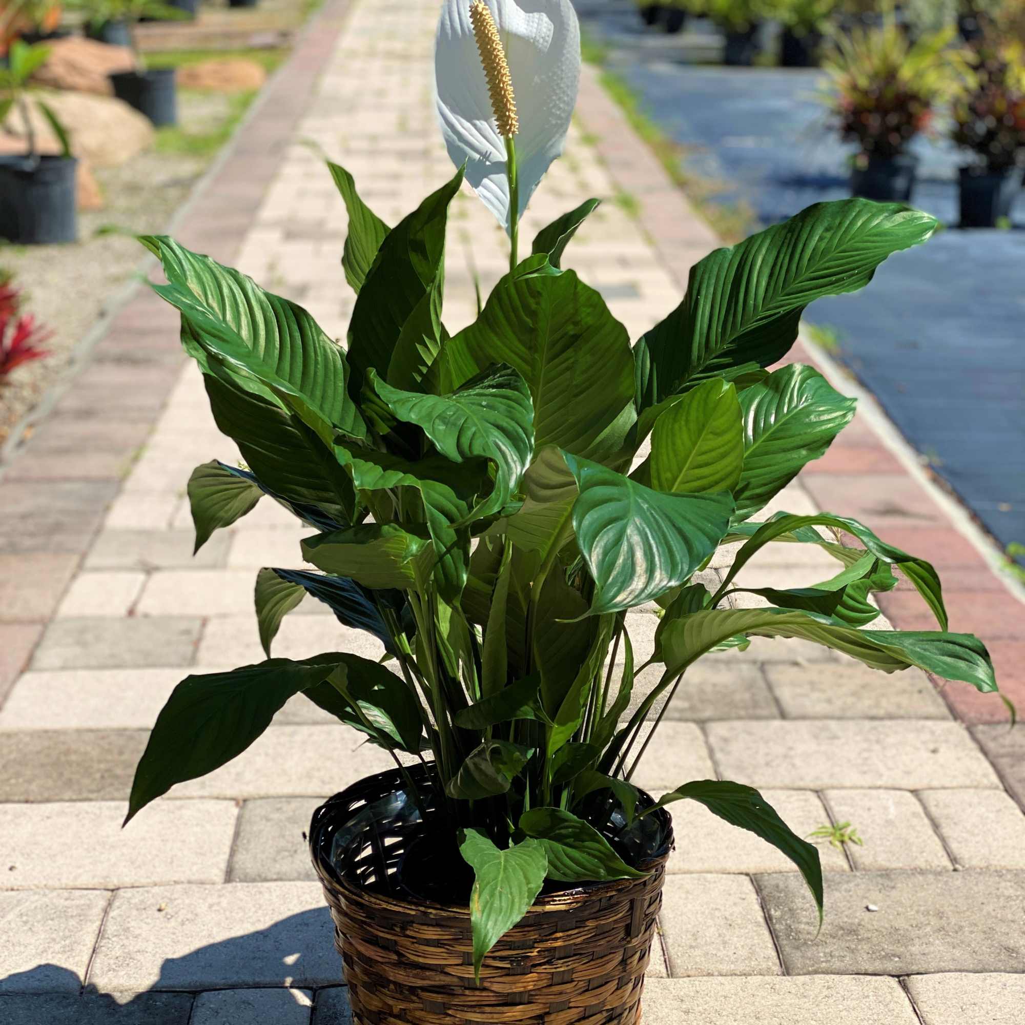 Potted peace lily in a woven basket planter