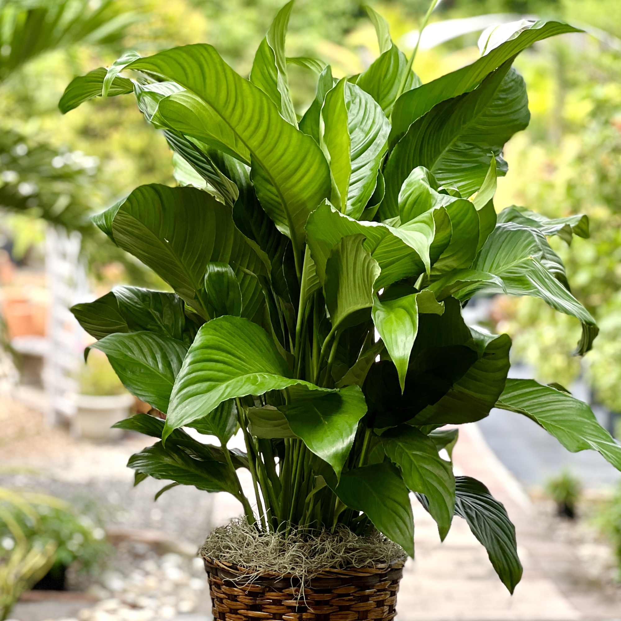 Potted green houseplant in a woven basket planter